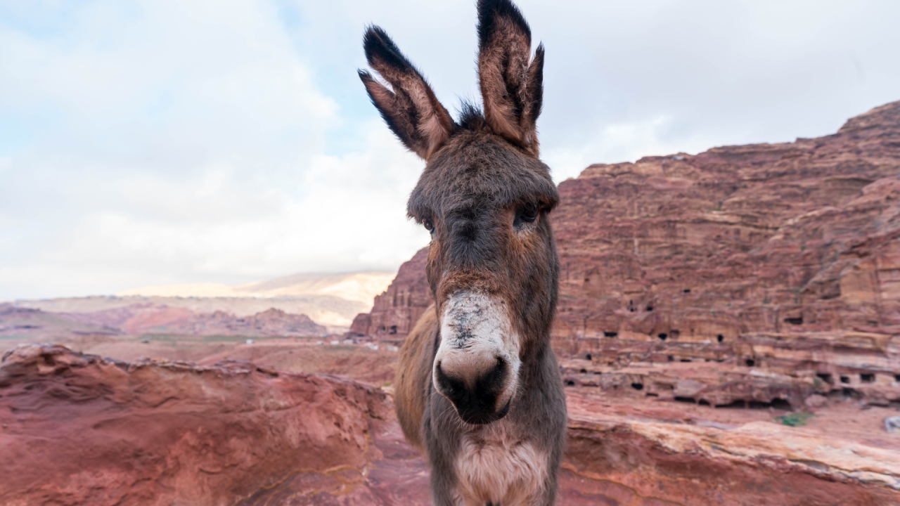 Esel (Equus asinus asinus) in Petra, Jordanien – Foto: © Roland Rodenberg