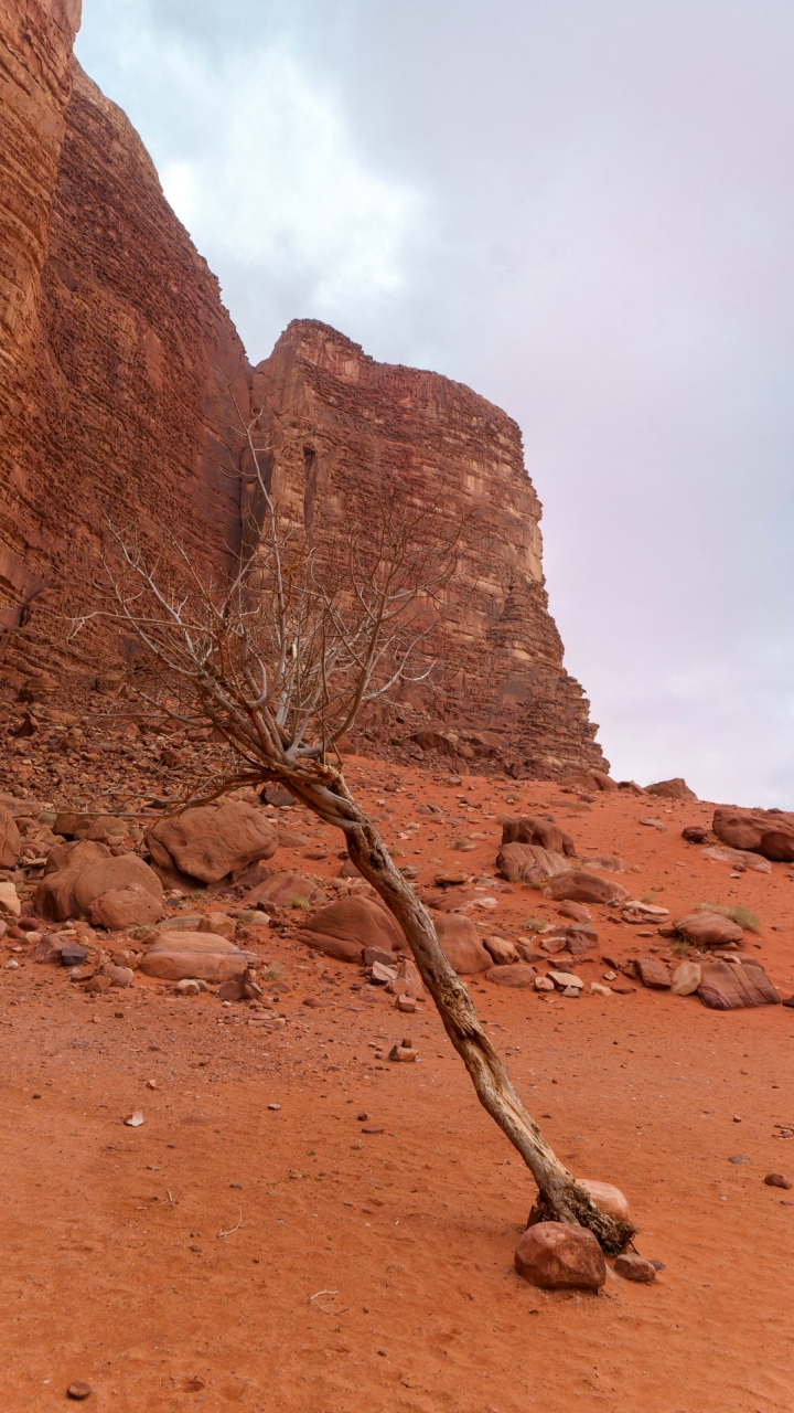 abgestorbener Baum im Wadi Rum, Jordanien – Foto: © Roland Rodenberg