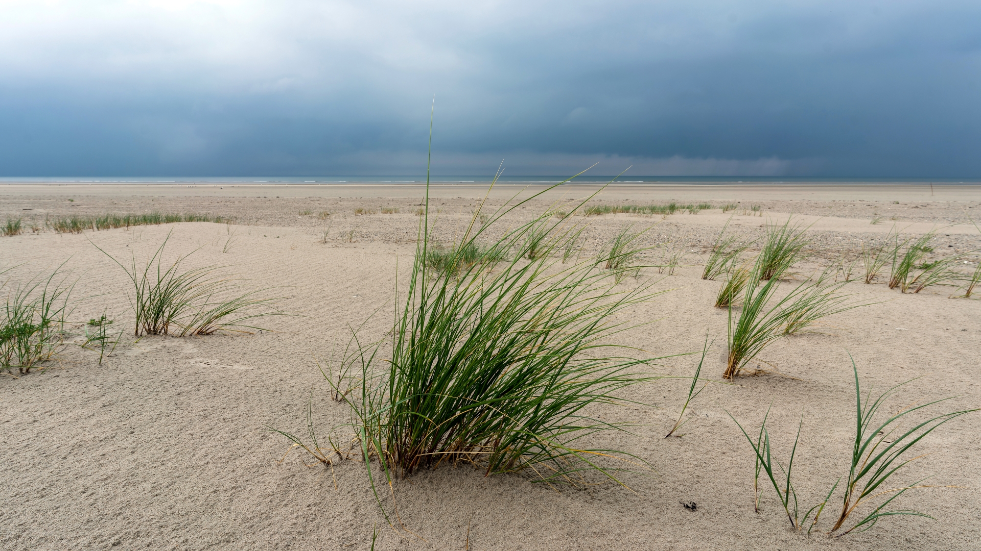 Gewöhnlicher Strandhafer (Ammophila arenaria), Langeoog – Foto: © Roland Rodenberg