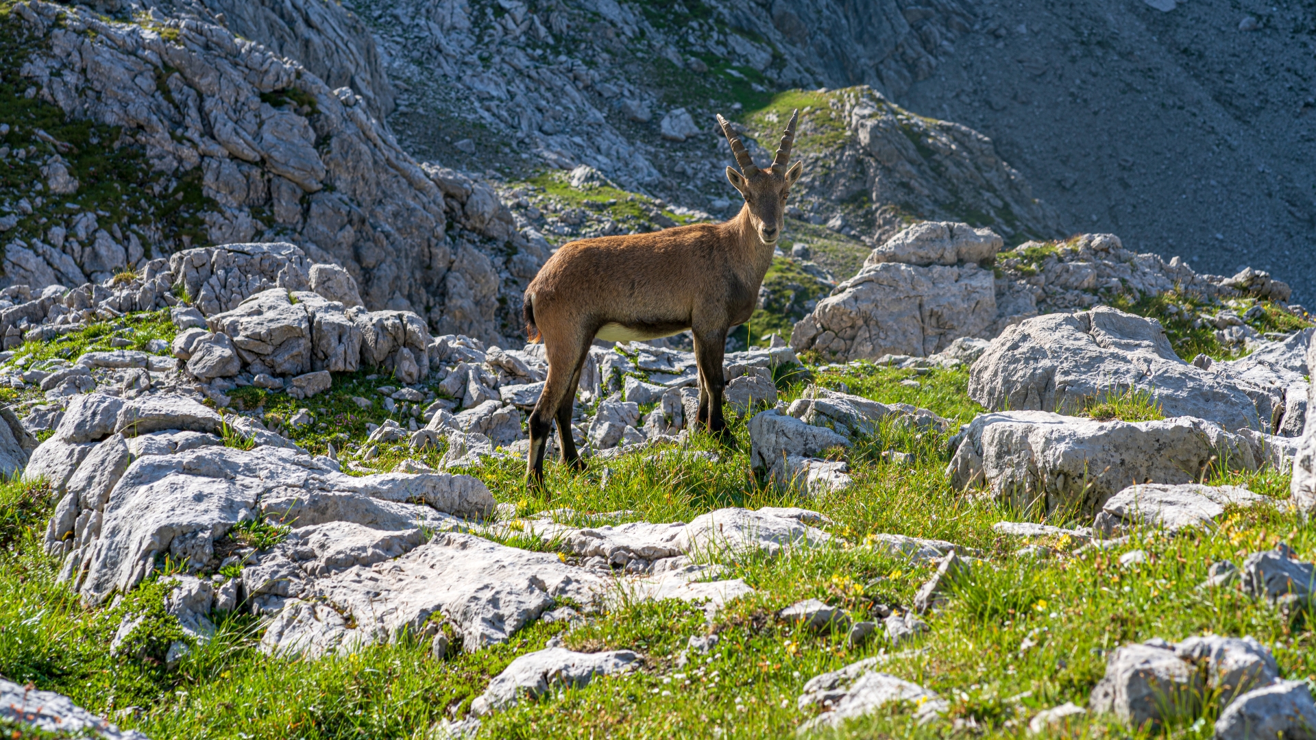 Alpensteinbock (Capra ibex) – Heilbronner Weg, Allgu – Foto: © Roland Rodenberg