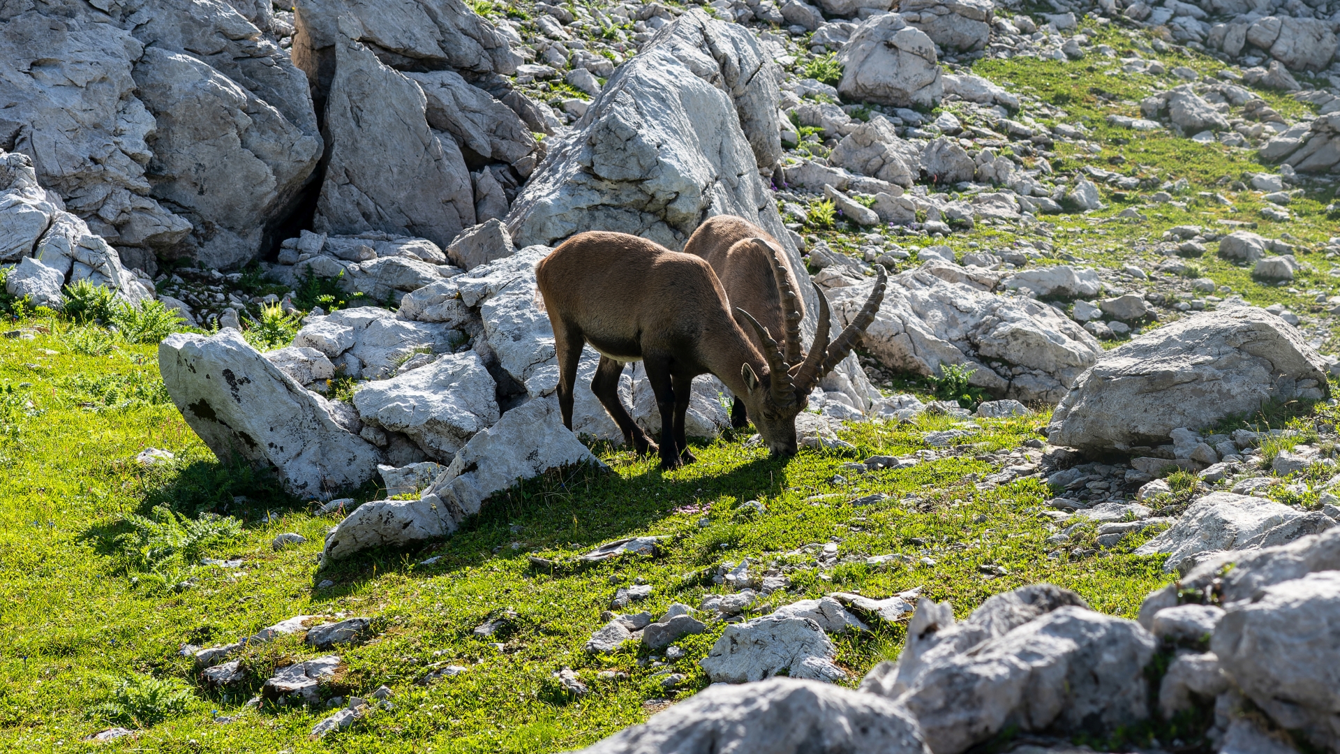 Alpensteinbock (Capra ibex) – Heilbronner Weg, Allgu – Foto: © Roland Rodenberg