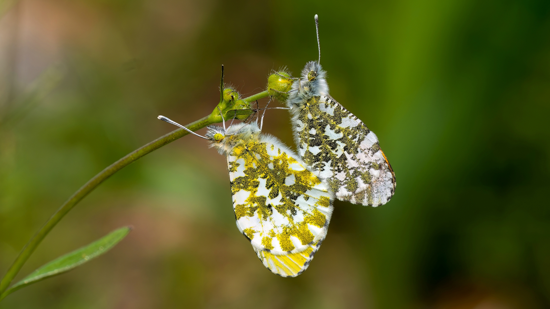 Aurorafalter (Anthocharis cardamines), Wiesbaden – Foto: 
© Roland Rodenberg