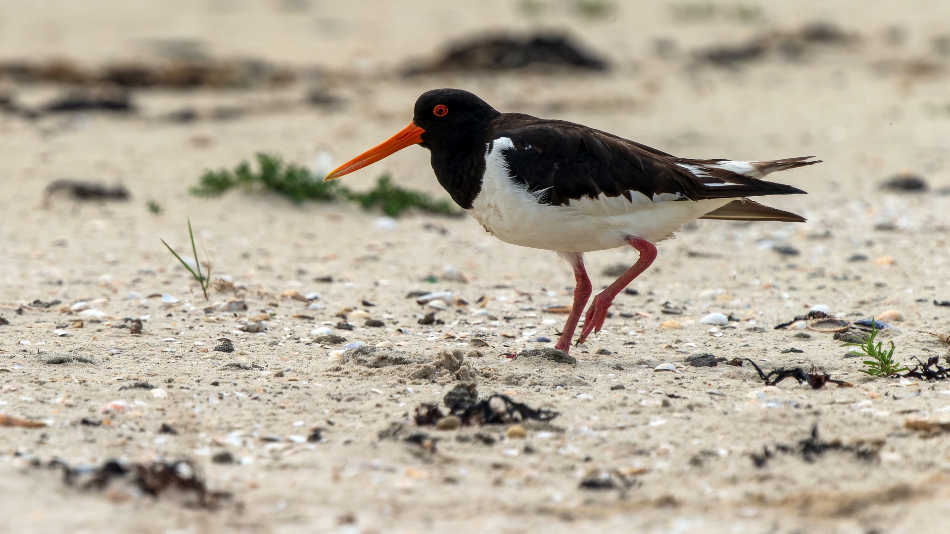 Austernfischer (Haematopus ostralegus), Langeoog – Foto: © Roland Rodenberg