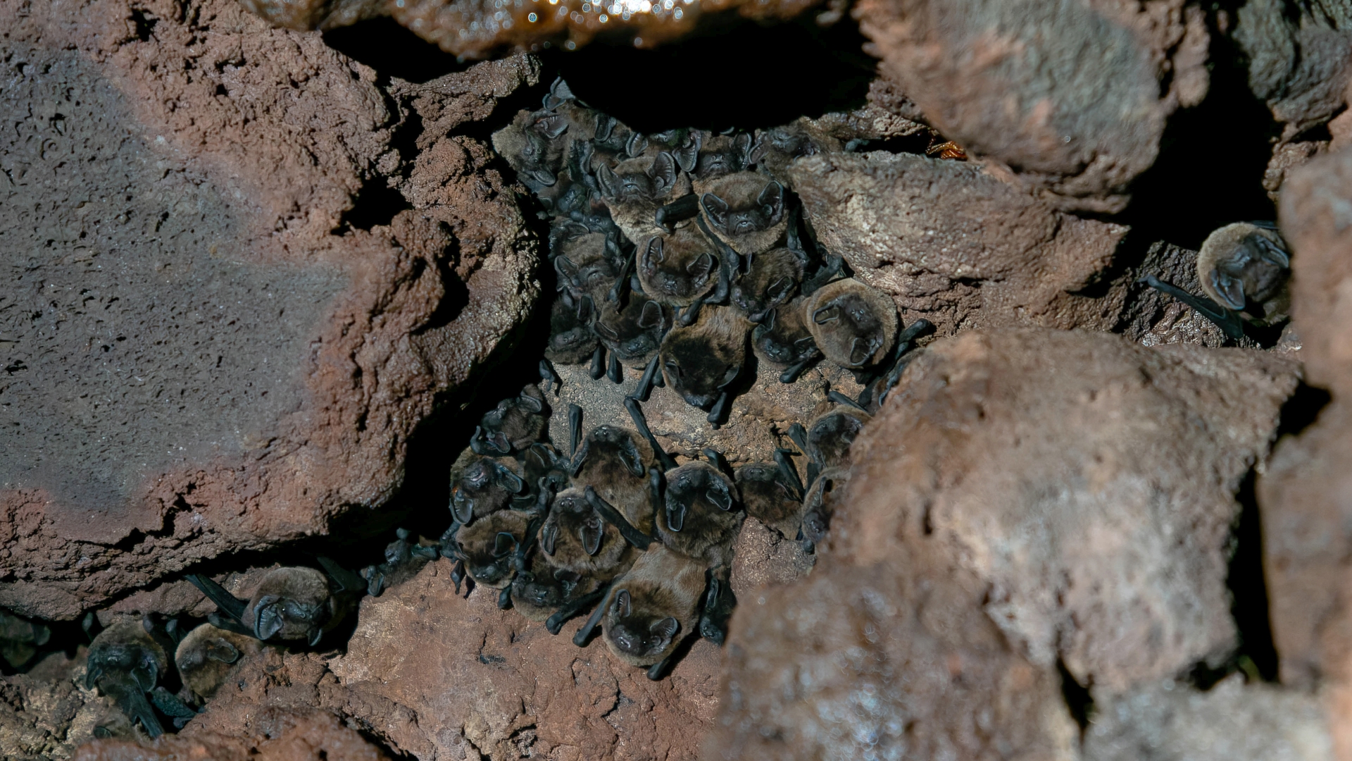 Azoren-Abendsegler (Nyctalus azoreum) in einer Grotte des Jardim Antnio Borges – botanischer Garten in Ponta Delgada auf der Azoren-Insel So Miguel – Foto: 
© Roland Rodenberg