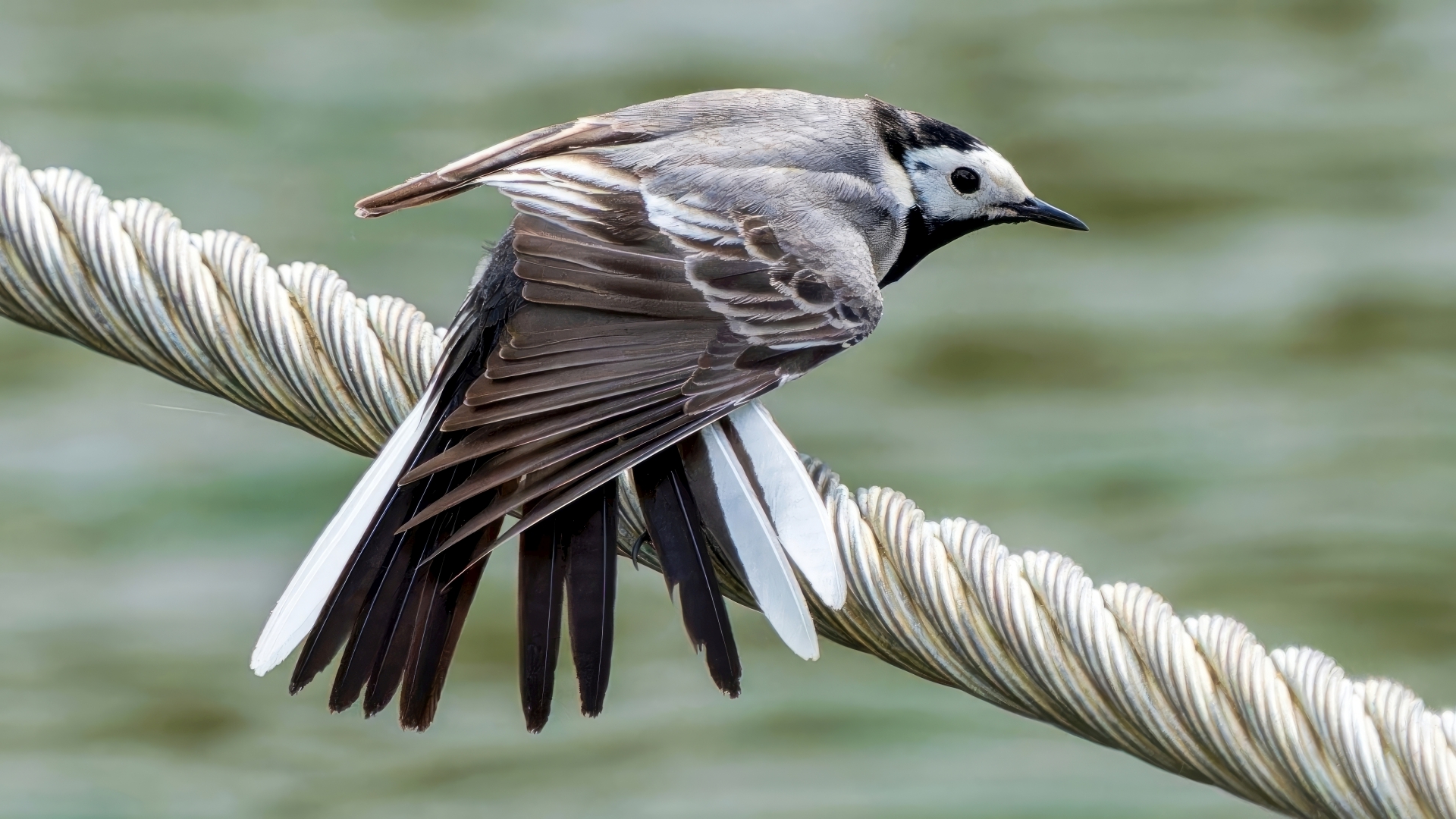 Bachstelze (Motacilla alba), Geisenheim – Foto: 
© Roland Rodenberg