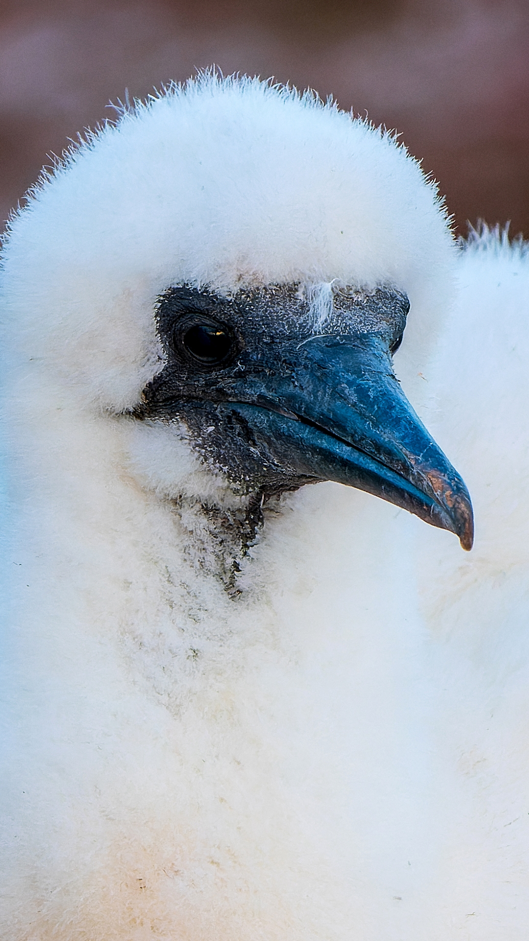 junger Basstlpel (Morus bassanus), Helgoland – Foto: © Roland Rodenberg