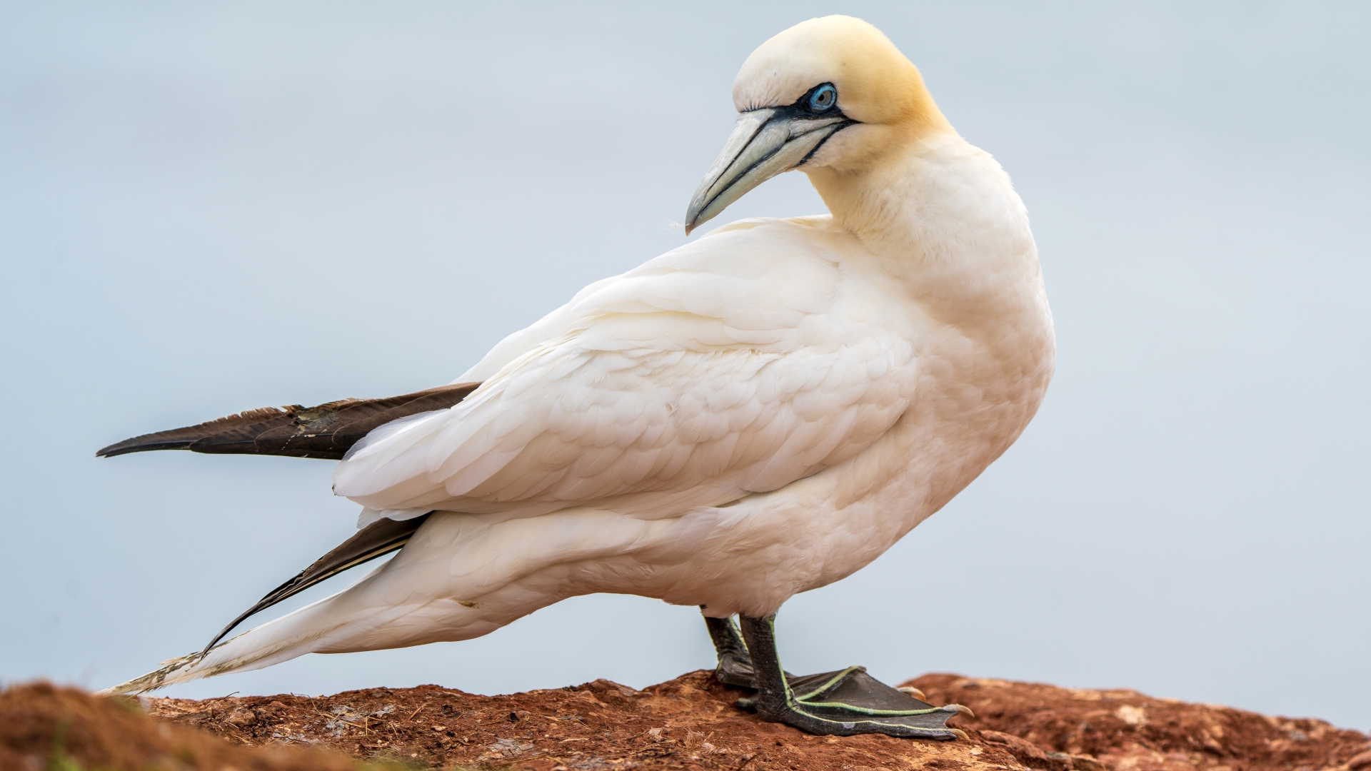 Basstlpel (Morus bassanus), Helgoland – Foto: © Roland Rodenberg