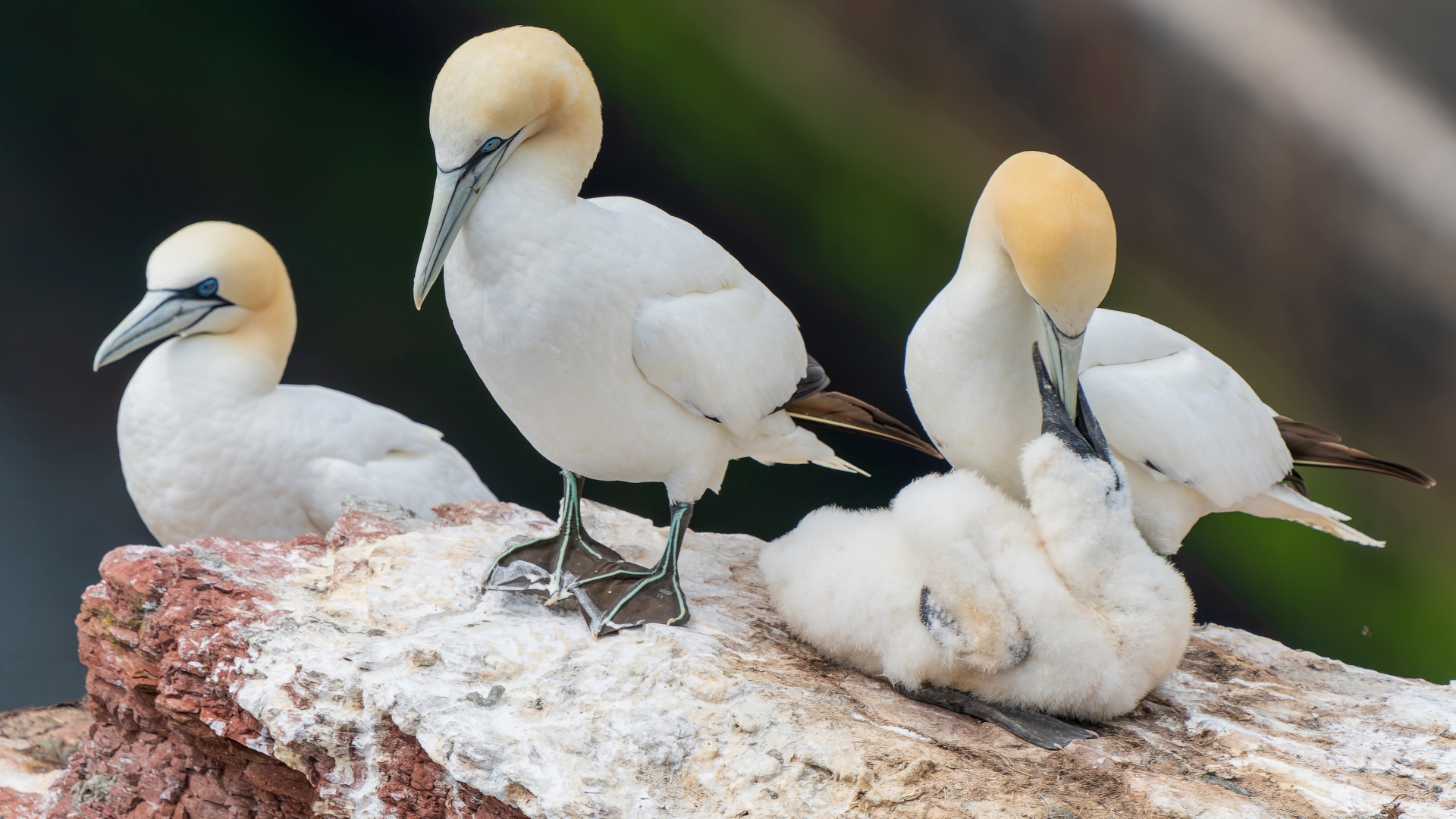 Basstlpel (Morus bassanus) mit Jungvogel, Helgoland – Foto: © Roland Rodenberg