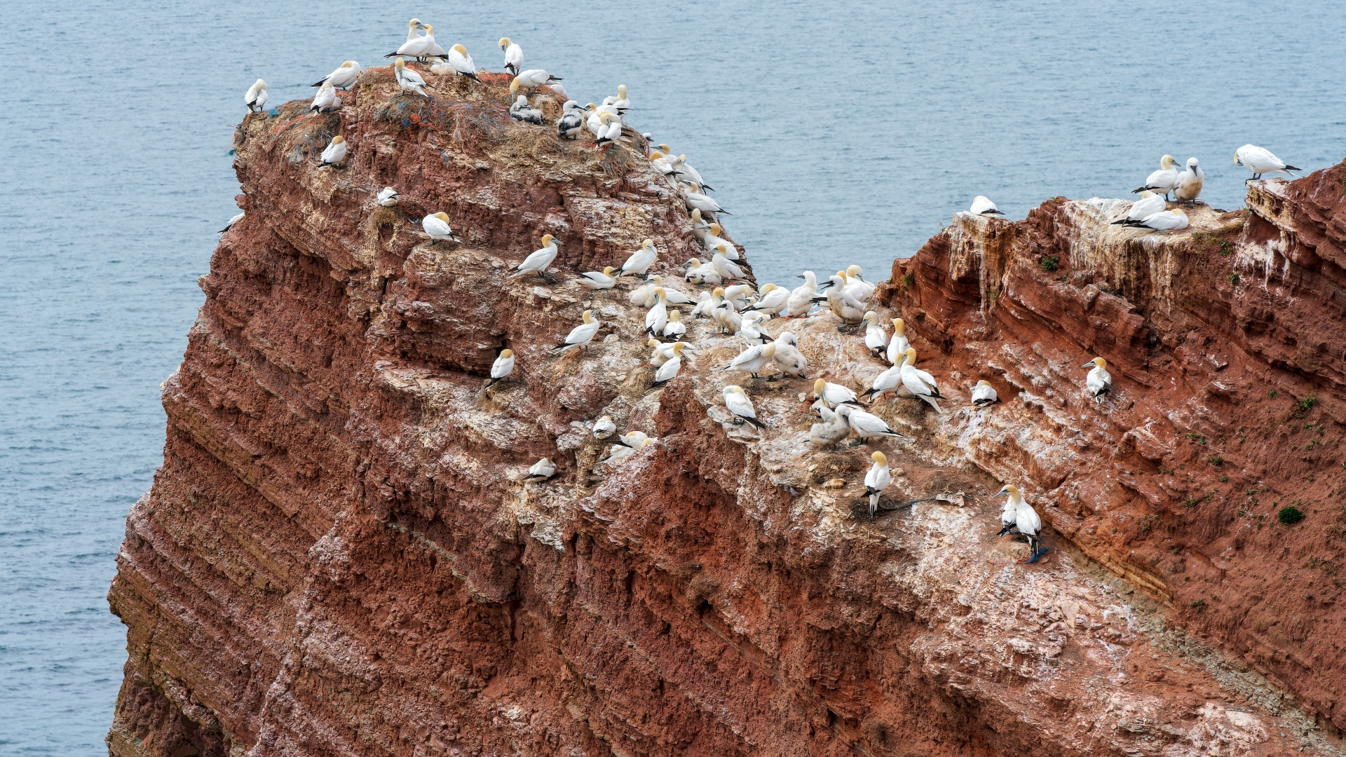 Basstlpel (Morus bassanus), Helgoland – Foto: © Roland Rodenberg