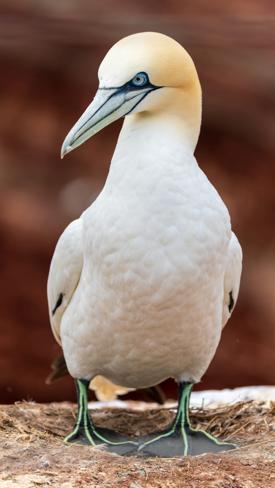 Basstlpel (Morus bassanus), Helgoland – Foto: © Roland Rodenberg