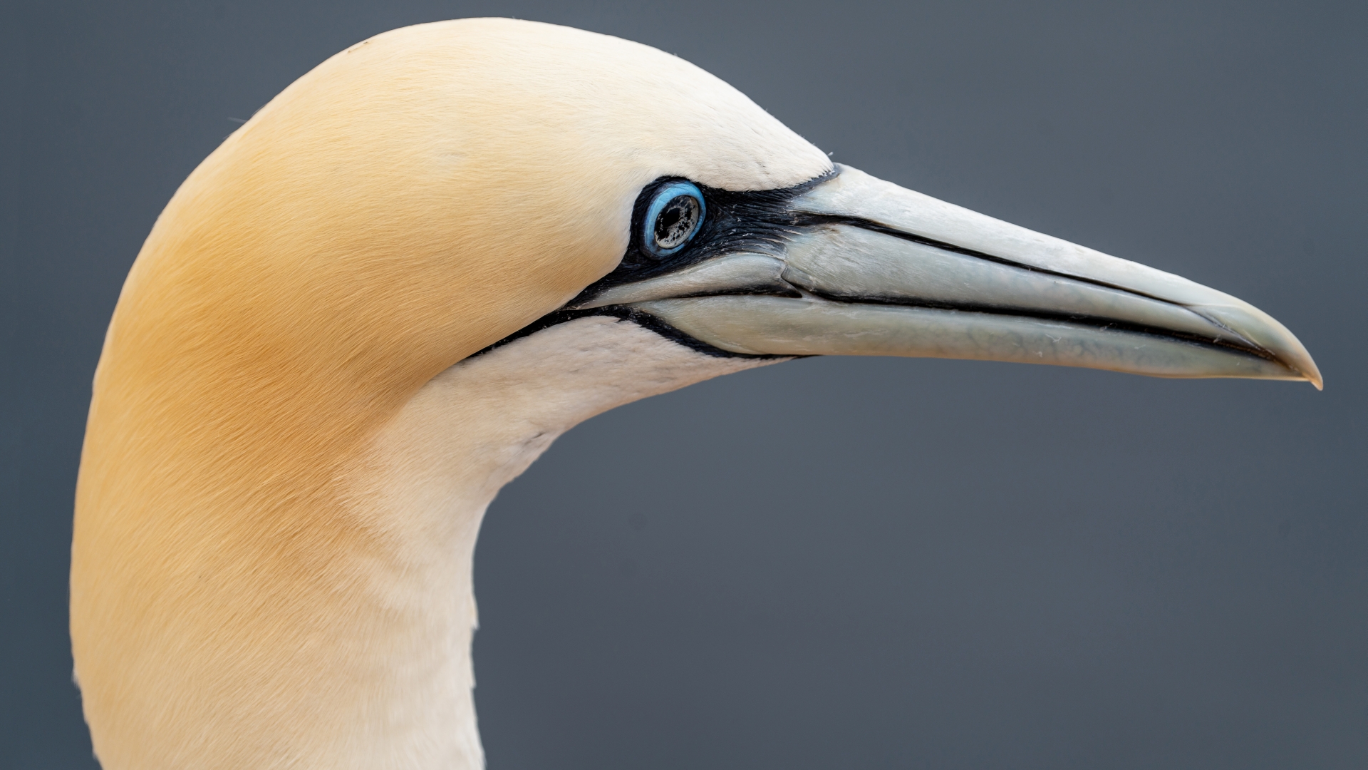 Basstlpel (Morus bassanus), Helgoland – Foto: © Roland Rodenberg