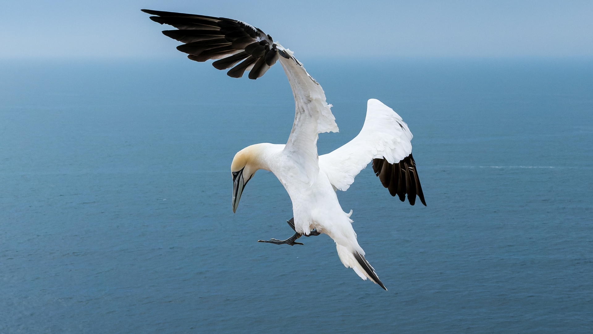 Basstlpel (Morus bassanus), Helgoland – Foto: © Roland Rodenberg