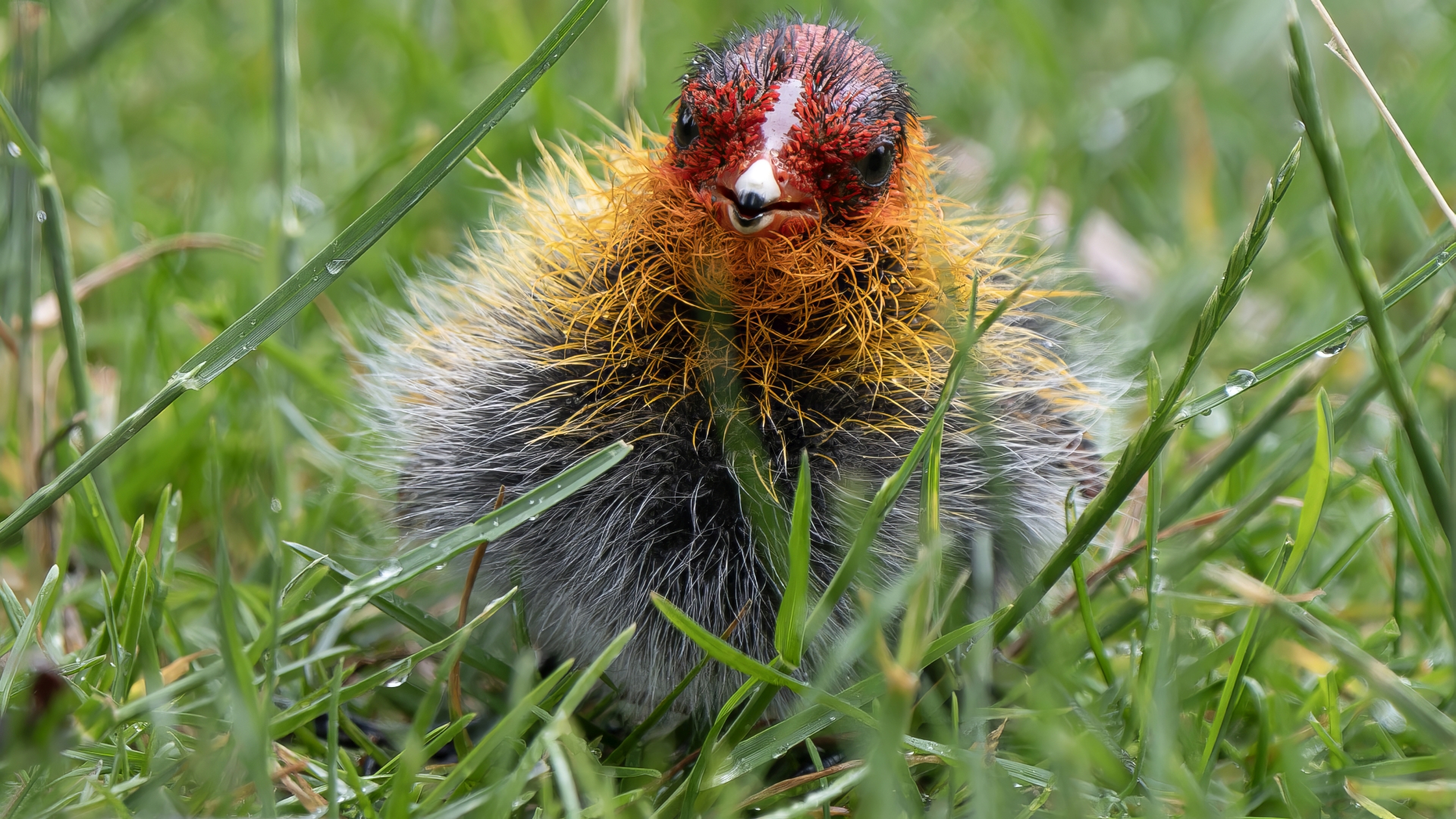 Blsshuhn (Fulica atra), Wiesbaden-Biebrich, Schlosspark – Foto: 
© Roland Rodenberg