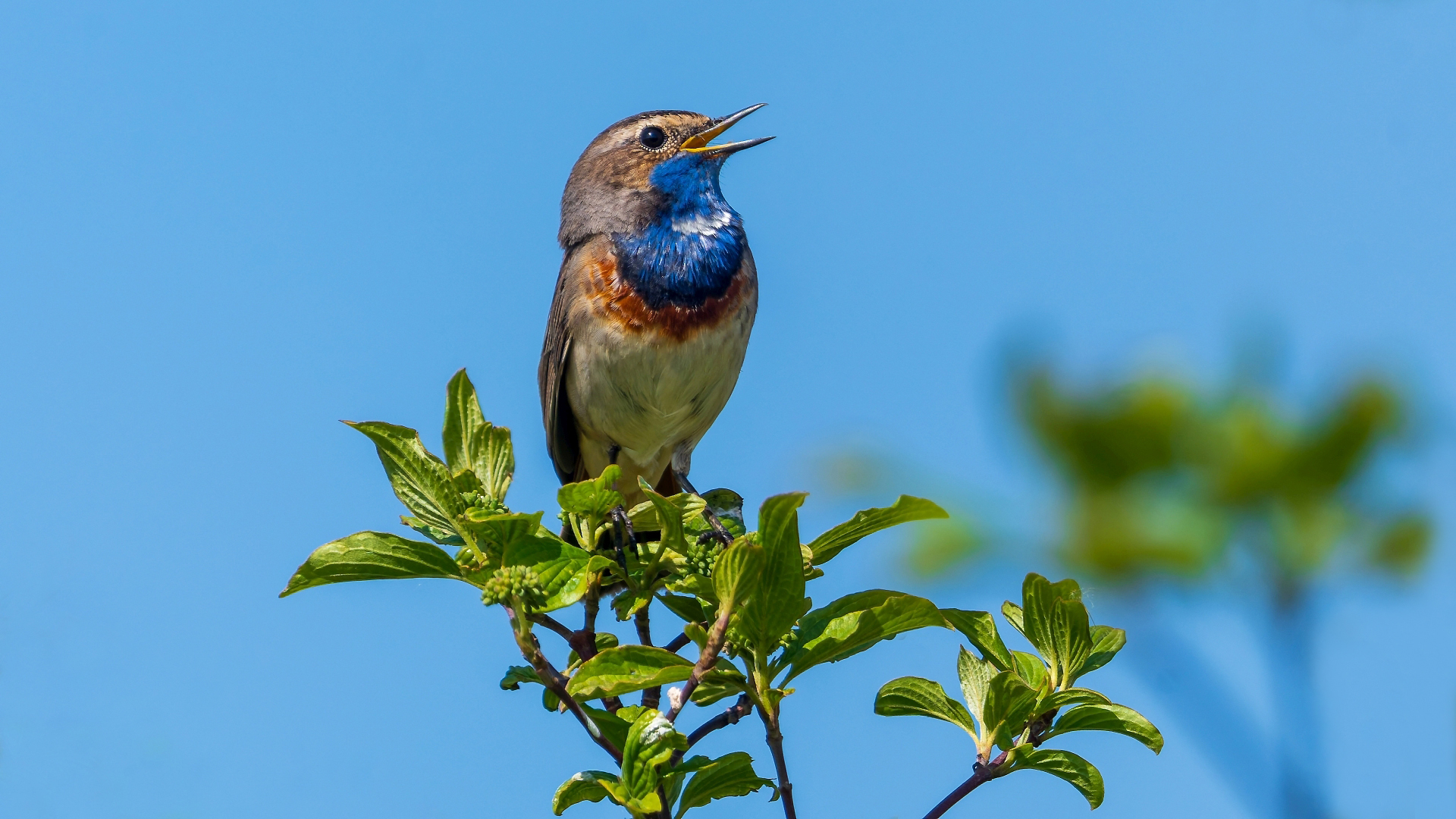 Blaukehlchen (Luscinia svecica), Seegraben bei Osthofen/Worms &ndash; Foto: &copy; Roland Rodenberg
