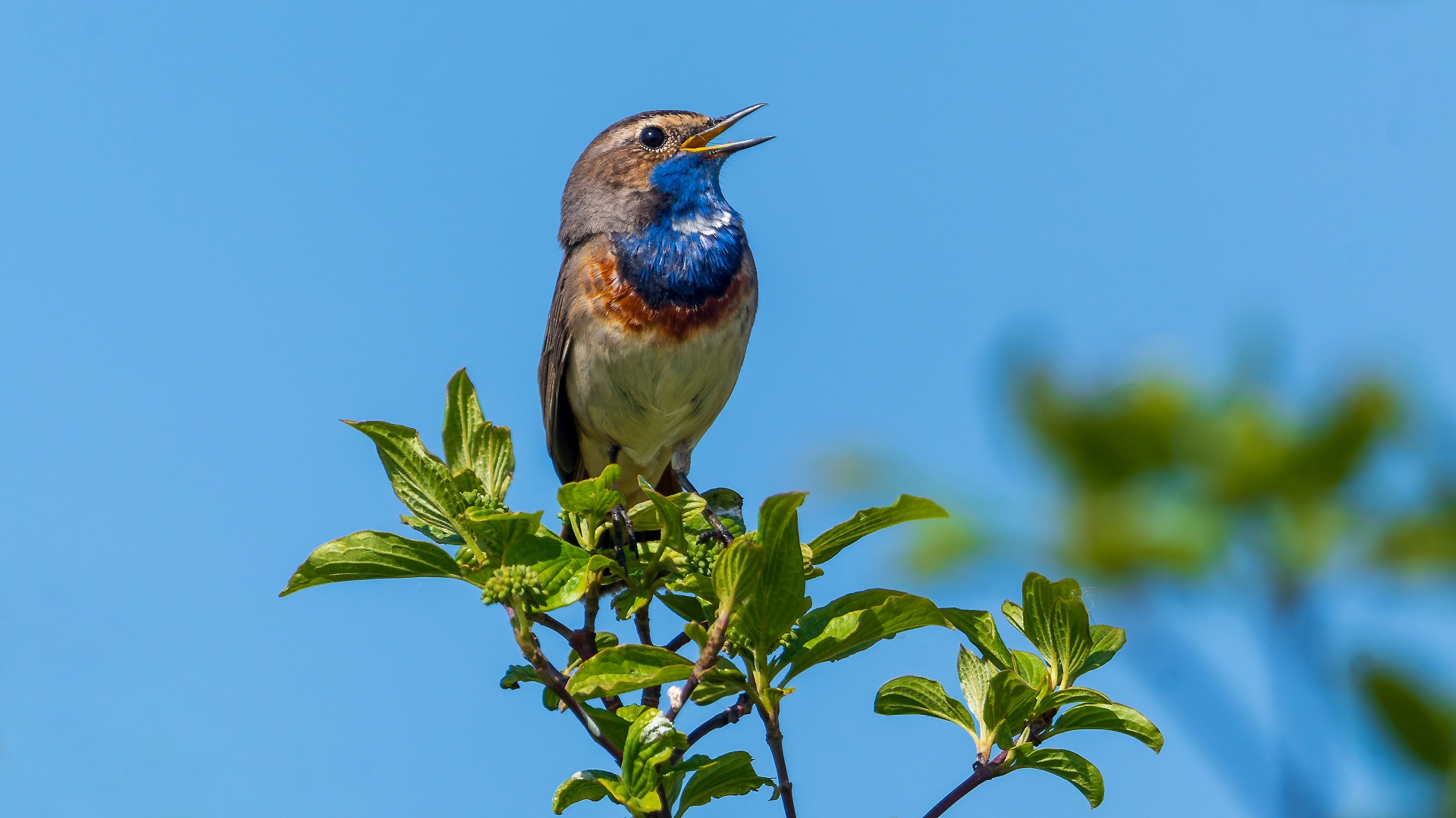Blaukehlchen (Luscinia svecica), Seegraben bei Osthofen/Worms &ndash; Foto: 
&copy; Roland Rodenberg  &ndash; Foto: &copy; Roland Rodenberg