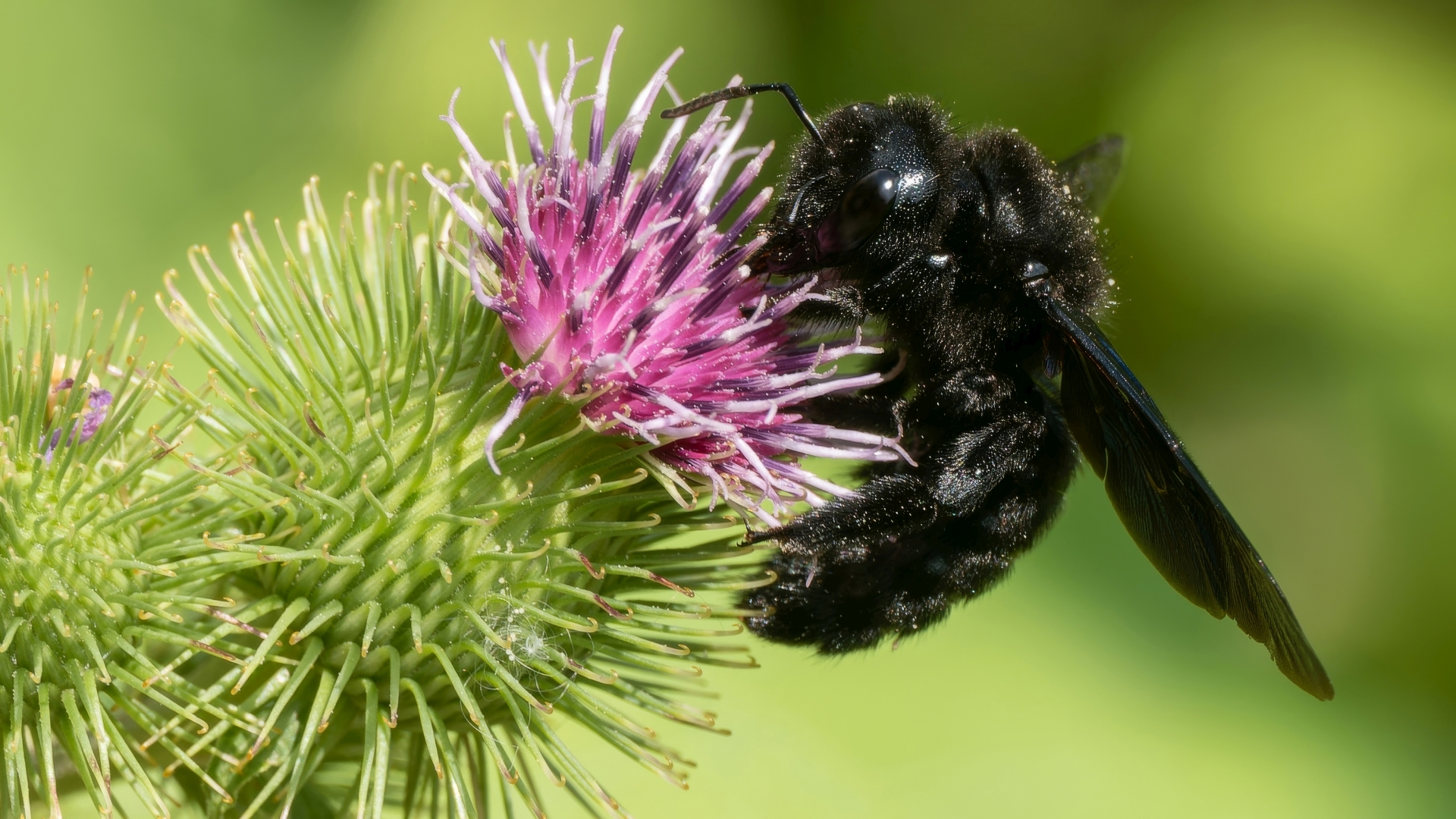 Groe Blaue Holzbiene (Xylocopa violacea), Schlosspark Wiesbaden – Foto: 
© Roland Rodenberg