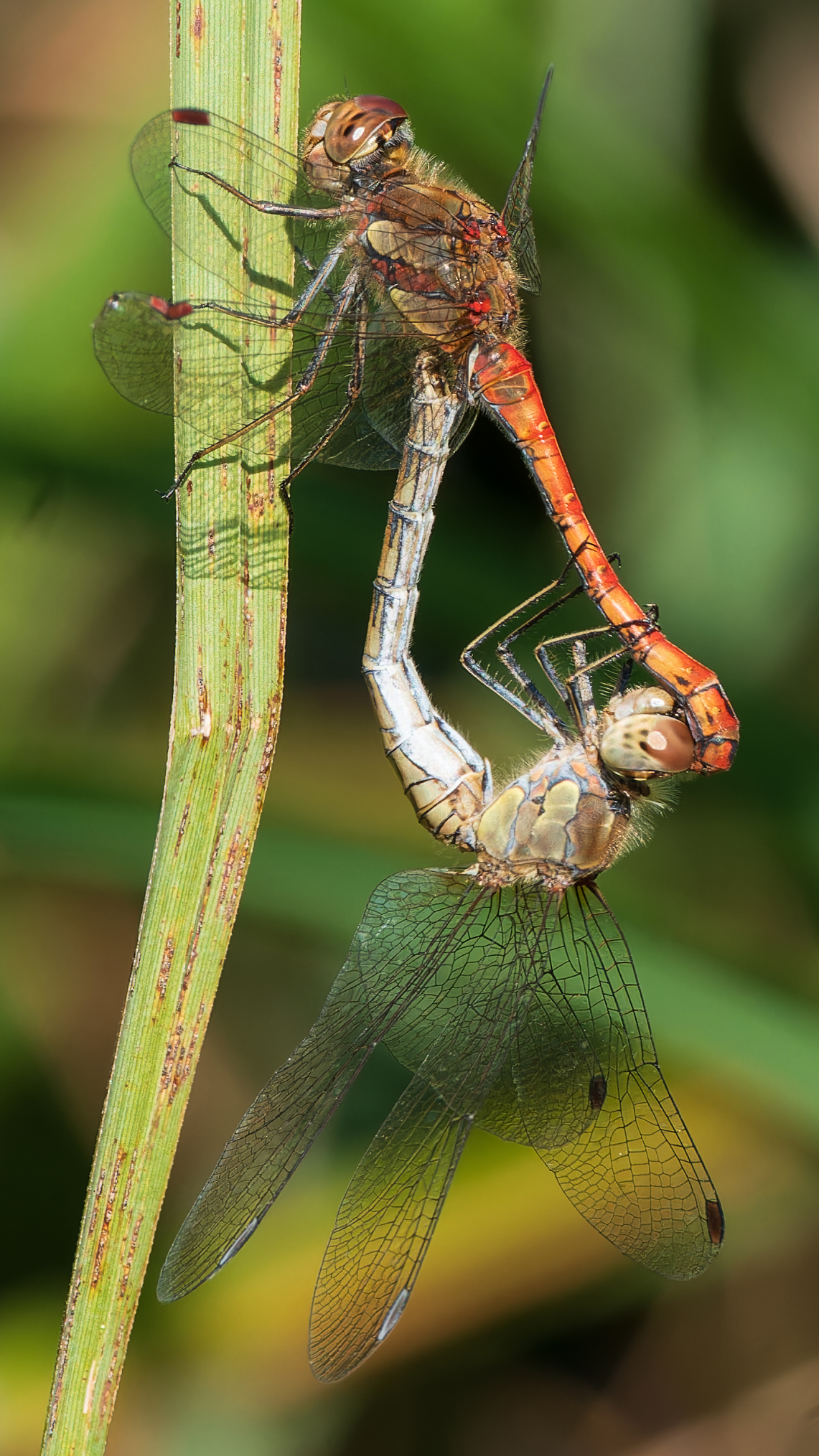 Blutrote Heidelibelle (Sympetrum sanguineum), Schlosspark Wiesbaden-Biebrich – Foto: 
© Roland Rodenberg