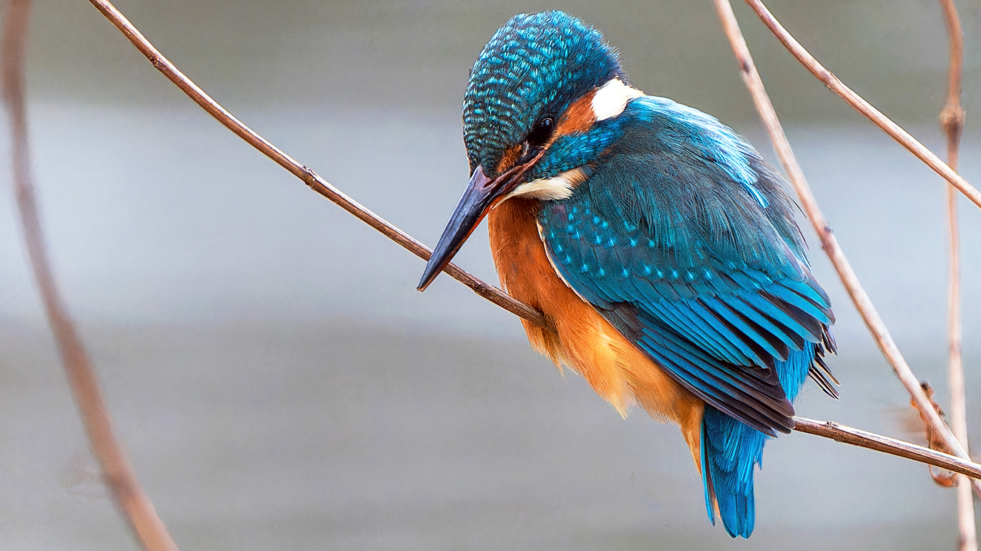 Eisvogel, Weibchen (Alcedo atthis), Schlosspark Wiesbaden Biebrich – 
Foto: © 
Roland Rodenberg