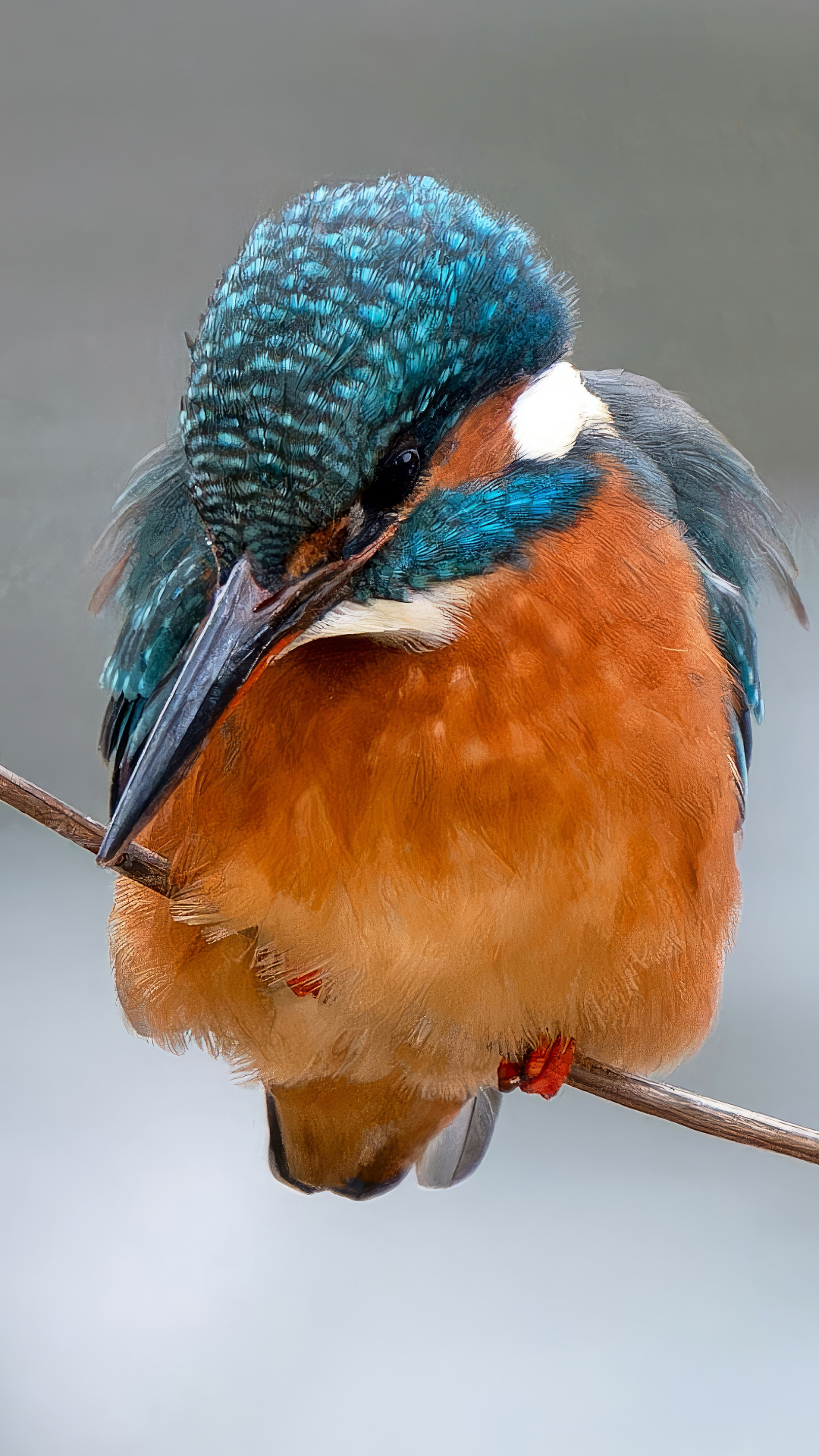 Eisvogel, Weibchen (Alcedo atthis), Schlosspark Wiesbaden Biebrich – Foto: © 
Roland Rodenberg