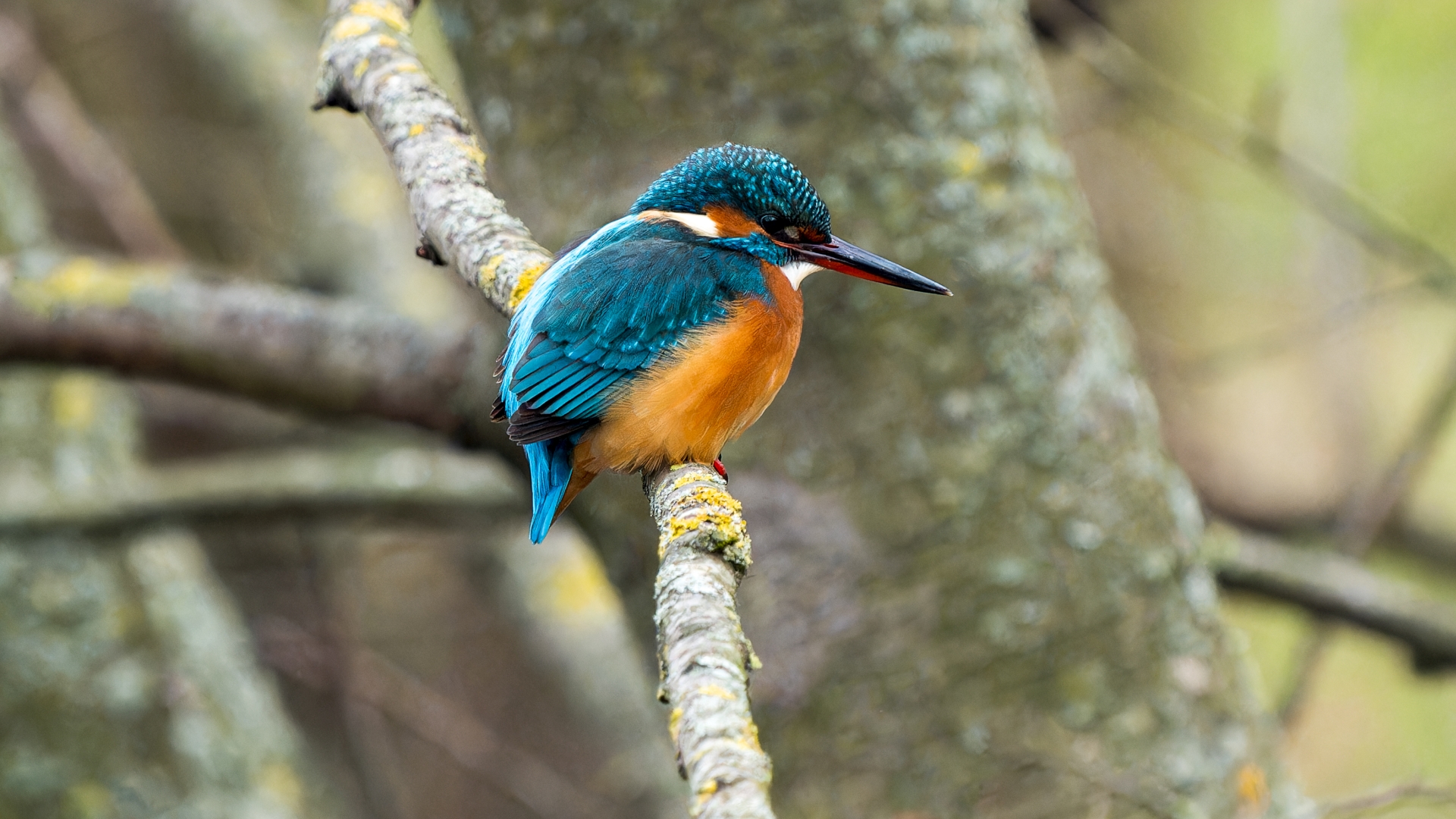 Eisvogel, Weibchen (Alcedo atthis), Schlosspark Wiesbaden Biebrich – Foto: 
© Roland Rodenberg