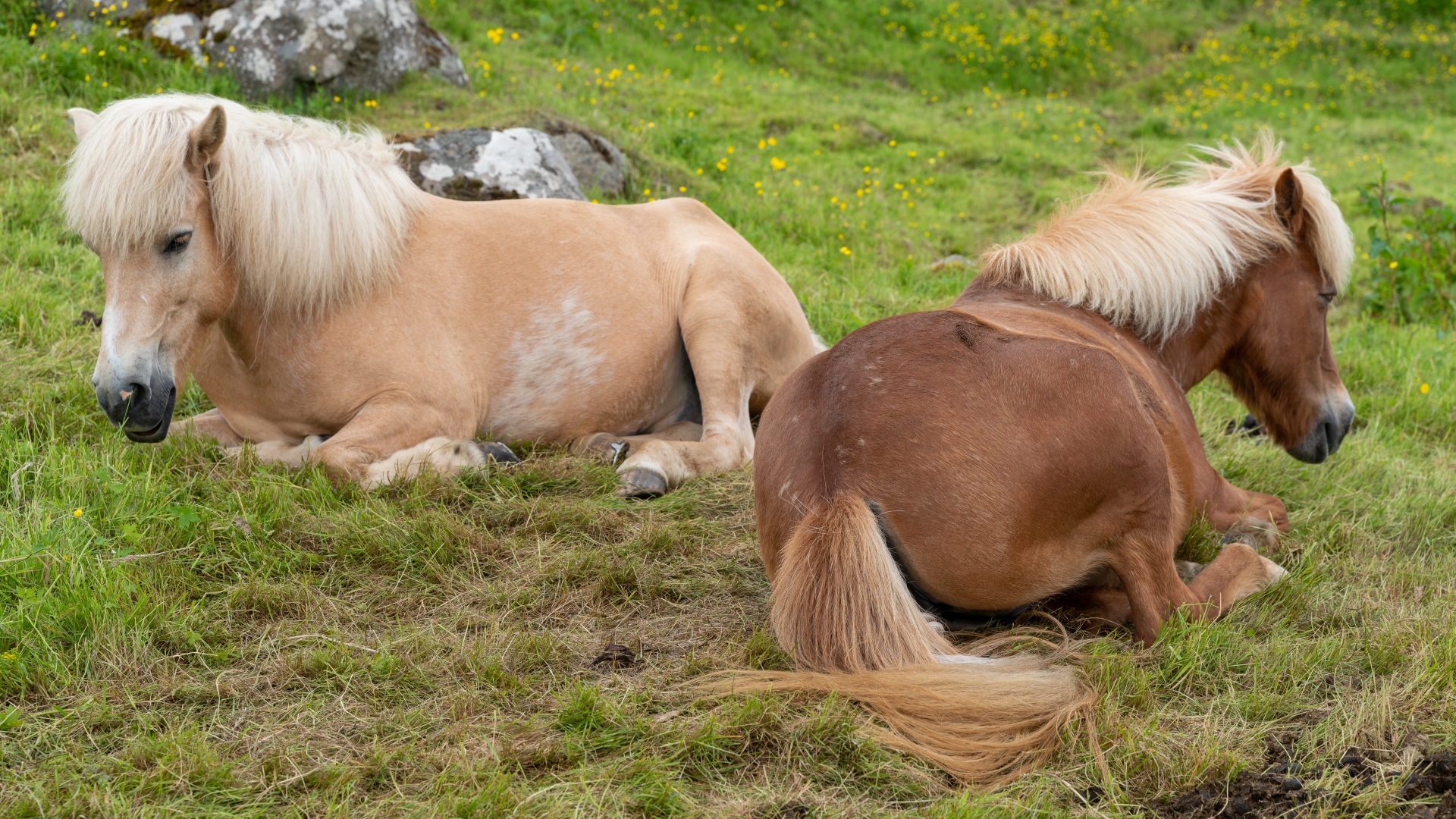 Frerpony in Kirkjubur auf Streymoy, Faroer  – Foto: © Roland Rodenberg