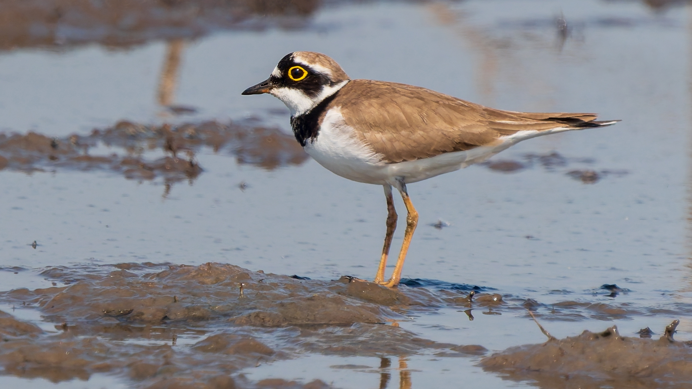 Flussregenpfeifer (Charadrius dubius), Seegraben bei Osthofen/Worms &ndash; Foto: 
&copy; Roland Rodenberg