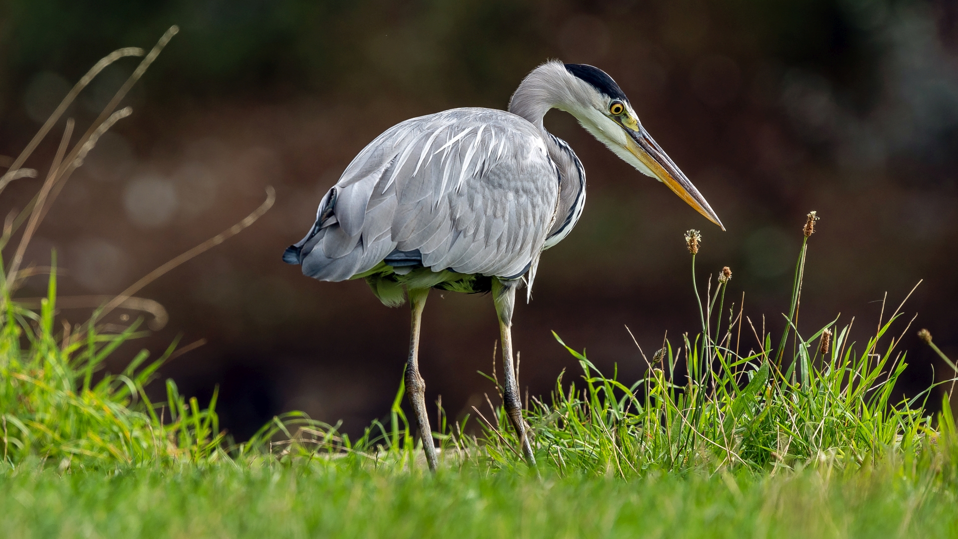 Graureiher (Ardea cinerea) im Schlosspark Wiesbaden – Foto: © Roland Rodenberg