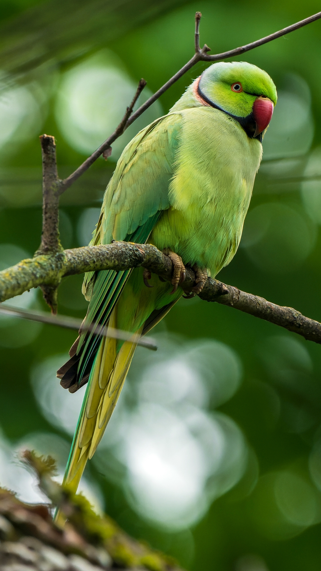 Halsbandsittig (Psittacula krameri), Schlopark, Wiesbaden Biebrich – Foto: 
© Roland Rodenberg