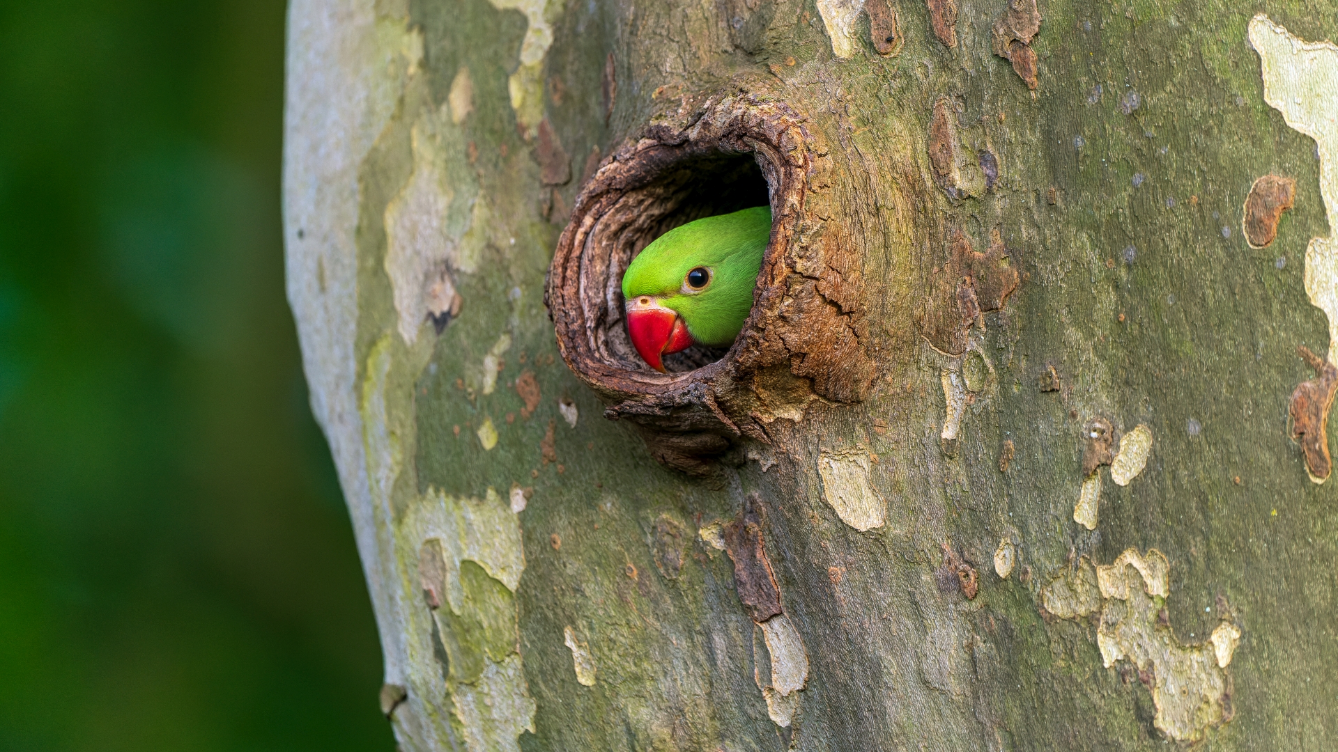 Halsbandsittich, Jungvogel (Psittacula krameri), Wiesbaden-Schierstein – Foto: © Roland Rodenberg