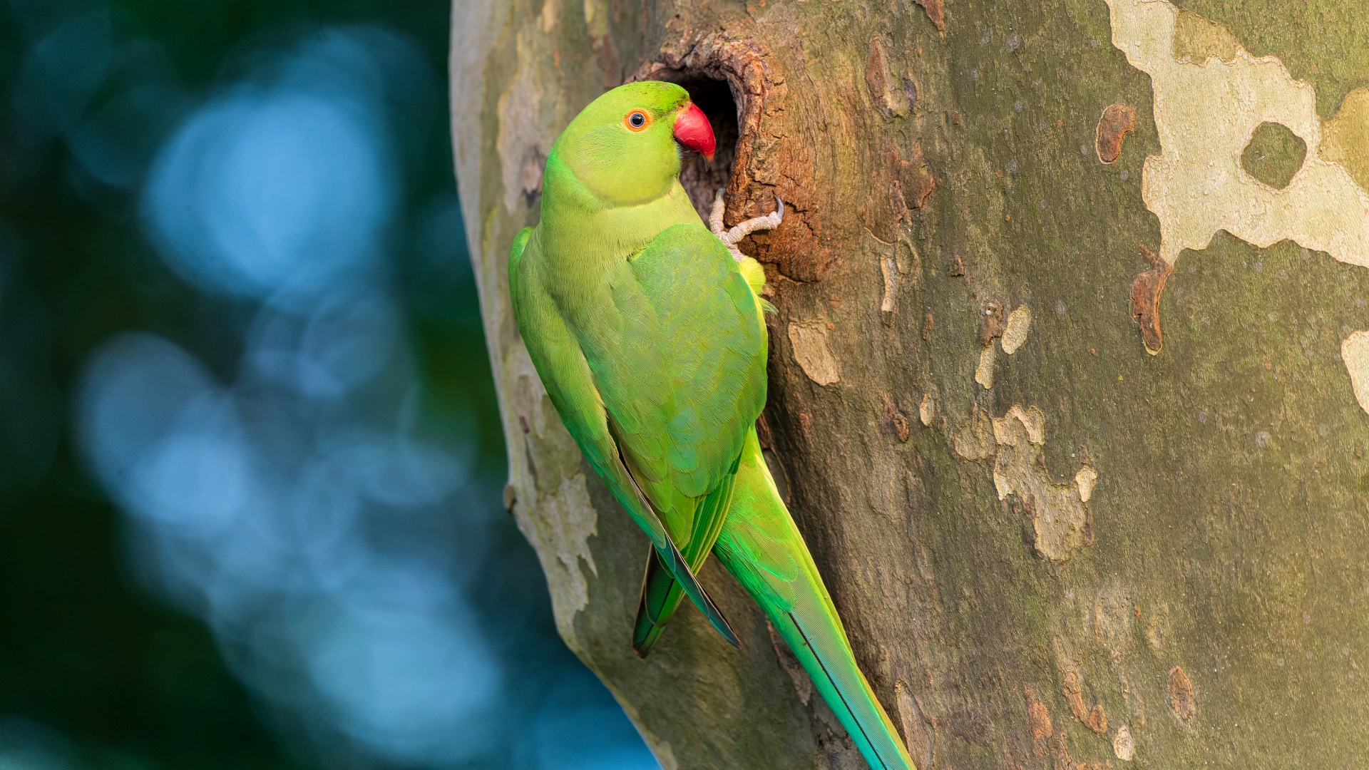 Halsbandsittich (Psittacula krameri), Wiesbaden-Schierstein – Foto: © Roland Rodenberg