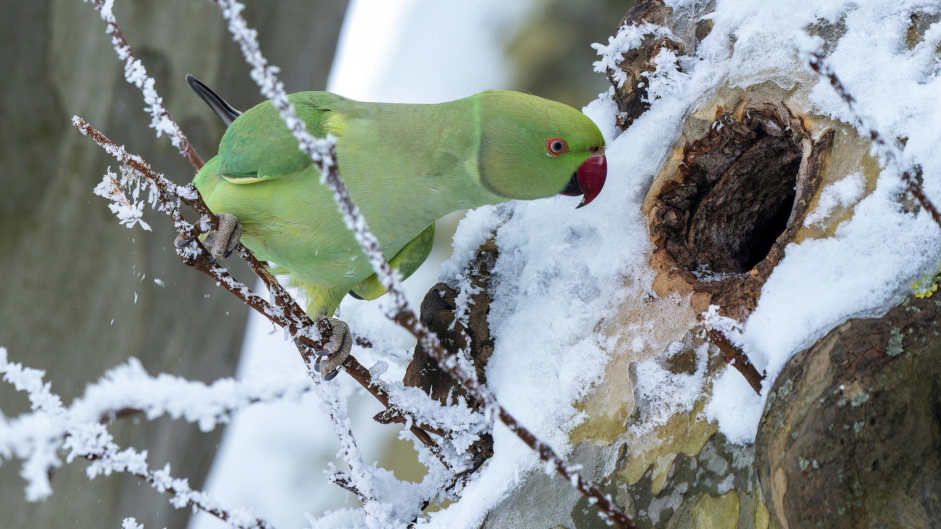 Halsbandsittich (Psittacula krameri), Wiesbaden-Schierstein – Foto: 
© Roland Rodenberg