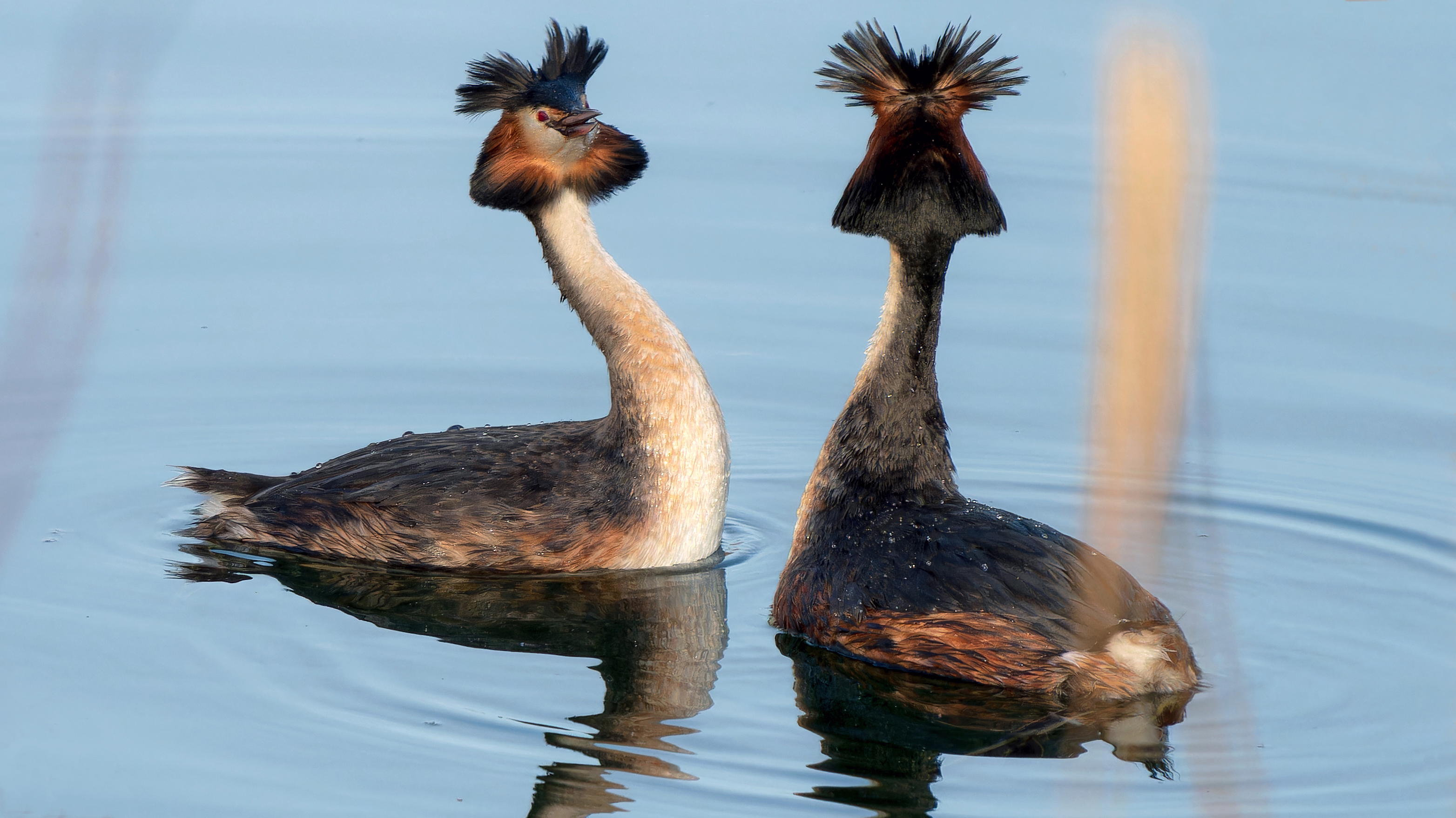 Haubentaucher (Podiceps cristatus), Wiesbaden-Schierstein – Foto: 
© Roland Rodenberg