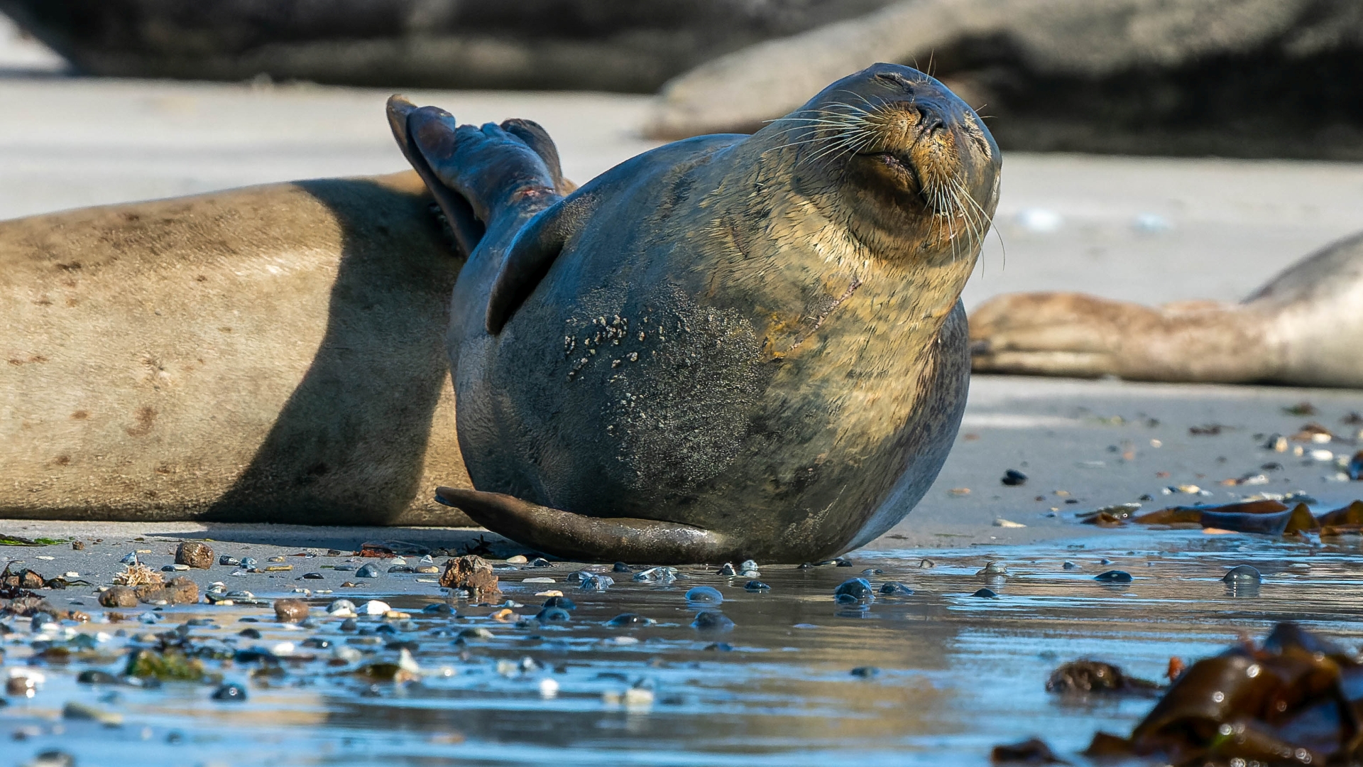 Kegelrobbe (Halichoerus grypus), Helgoland – Foto: © Roland Rodenberg