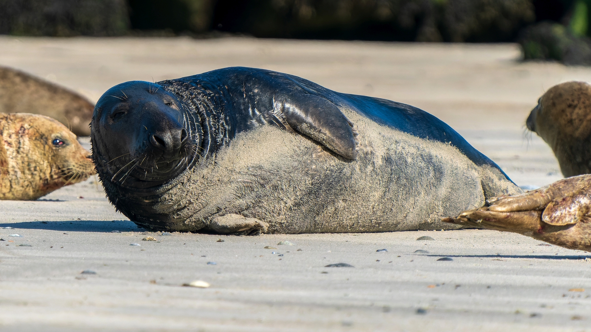 Kegelrobbe (Halichoerus grypus), Helgoland – Foto: © Roland Rodenberg