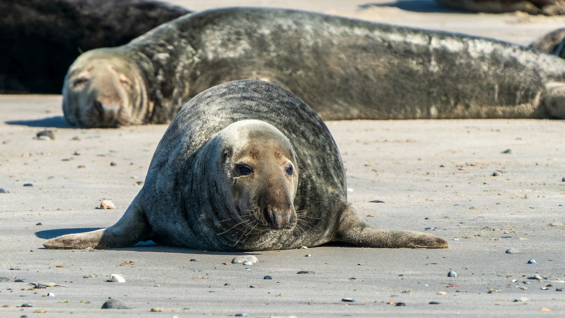 Kegelrobbe (Halichoerus grypus), Helgoland – Foto: © Roland Rodenberg