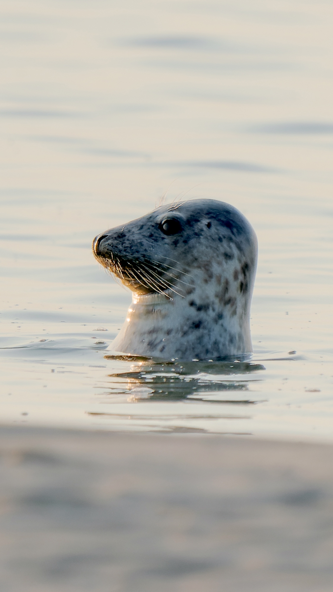 Kegelrobbe (Halichoerus grypus), Langeoog – Foto: © Roland Rodenberg