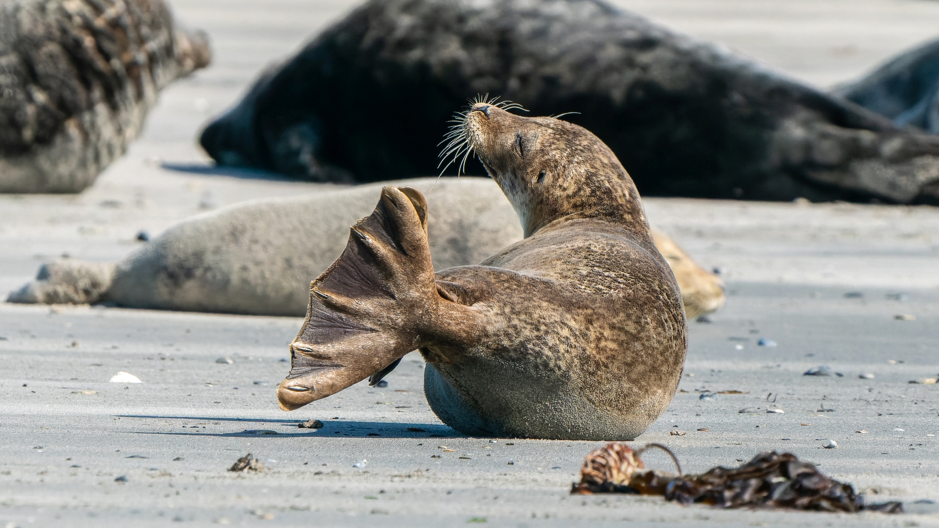 Kegelrobbe (Halichoerus grypus), Helgoland – Foto: © Roland Rodenberg