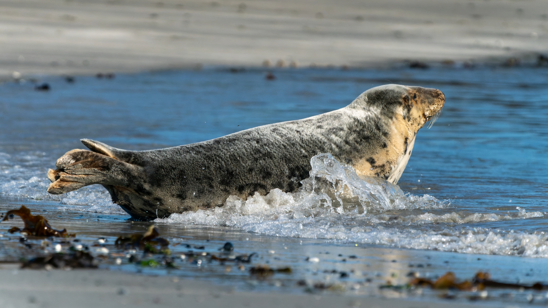 Kegelrobbe (Halichoerus grypus), Helgoland – Foto: © Roland Rodenberg