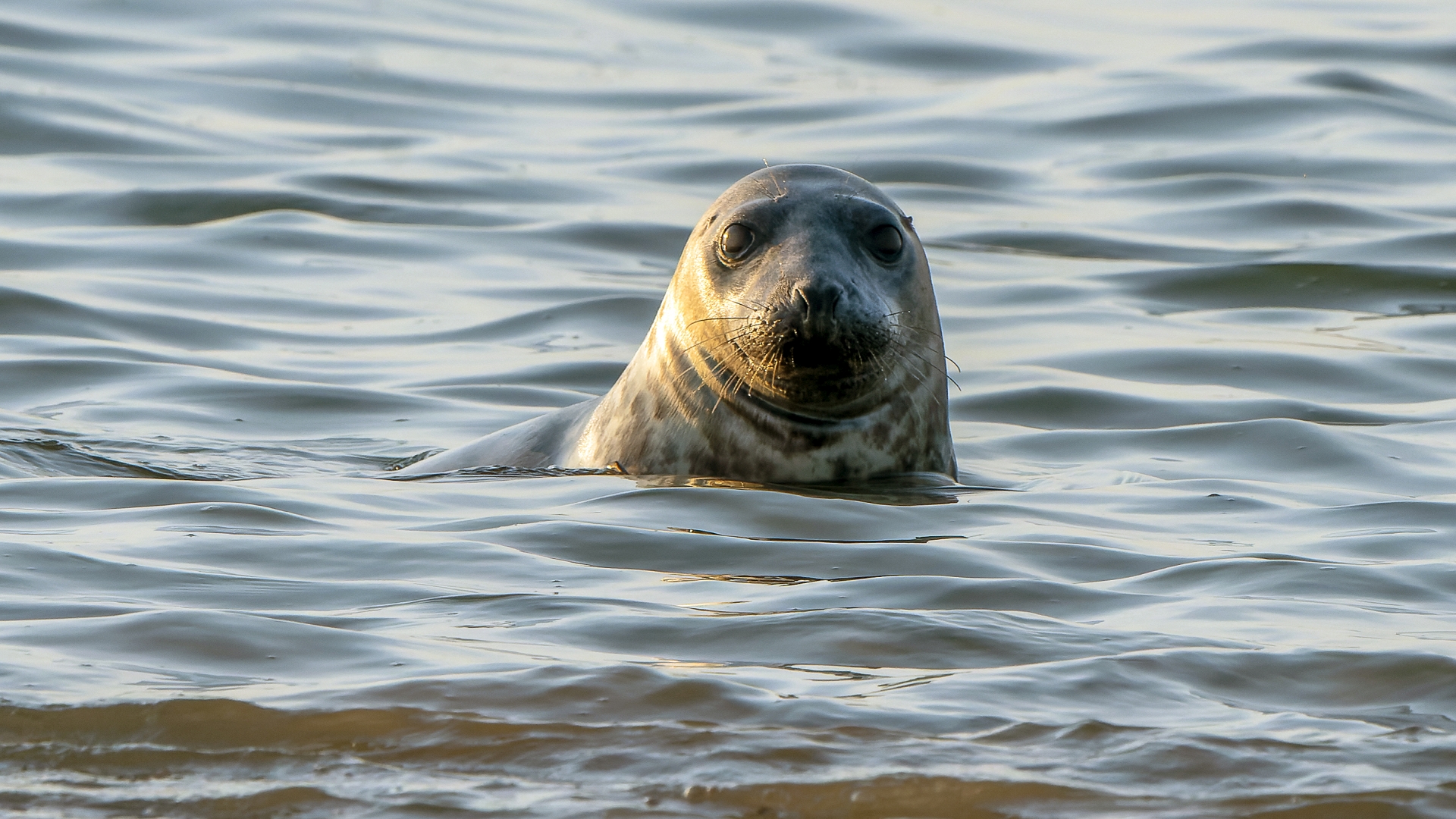 Kegelrobbe (Halichoerus grypus), Helgoland – Foto: © Roland Rodenberg