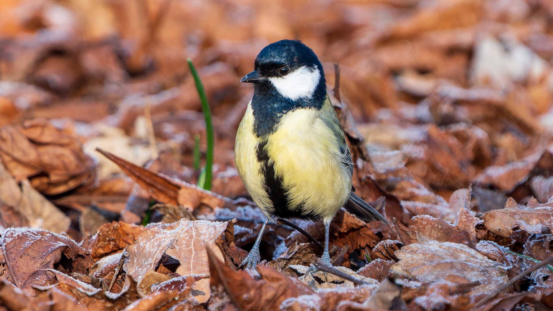 Kohlmeise (Parus major), Schlosspark Wiesbaden-Biebrich – Foto: 
© Roland Rodenberg