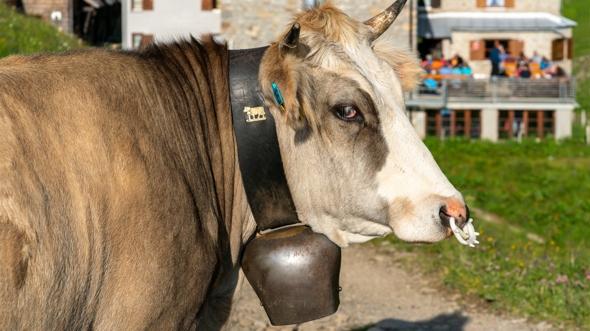 Kuh mit Glocke, Rappenseehtte, Allgu – Foto: © Roland Rodenberg