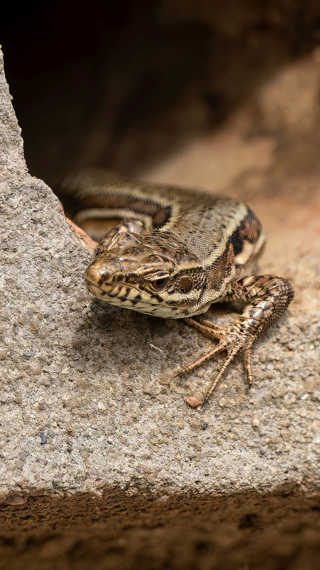 Mauereidechse (Podarcis muralis), Eltville am Rhein – Foto: 
© Roland Rodenberg