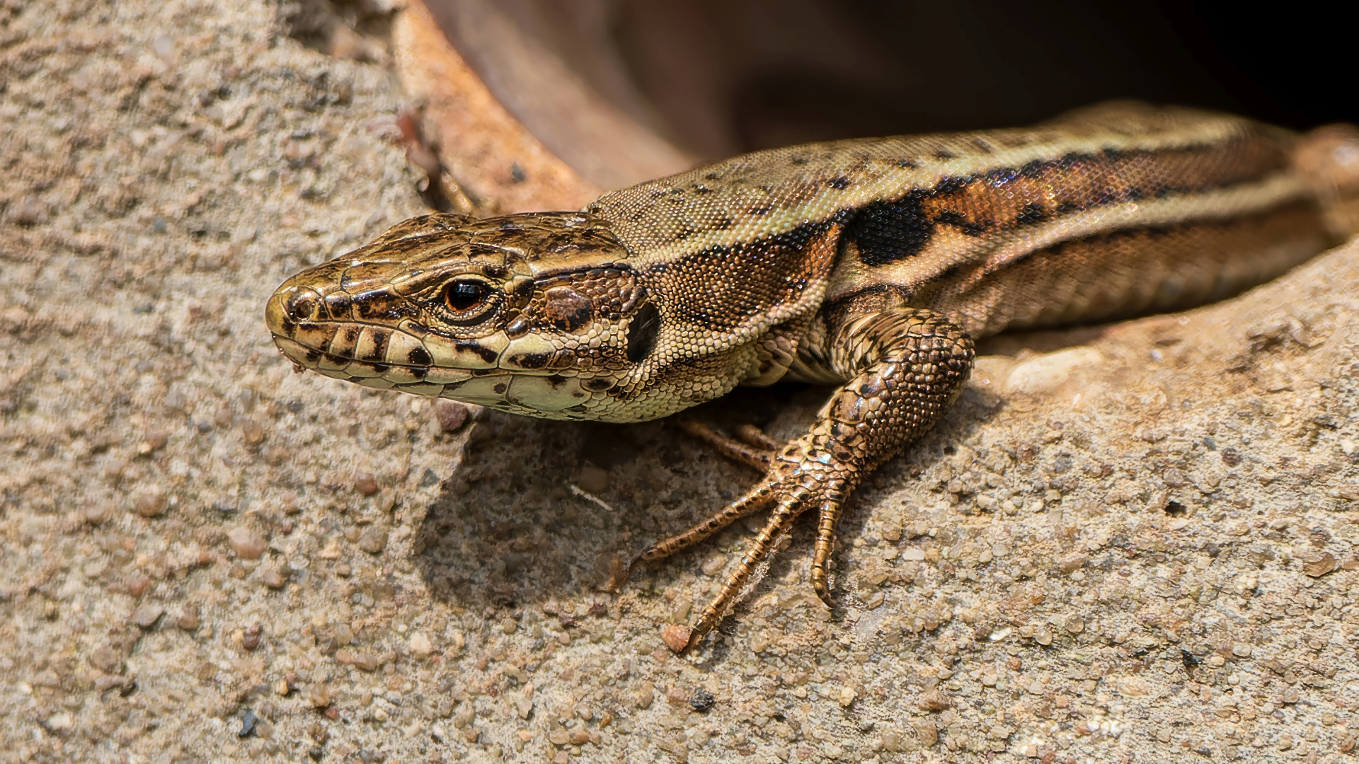 Mauereidechse (Podarcis muralis), Eltville am Rhein – Foto: © Roland Rodenberg