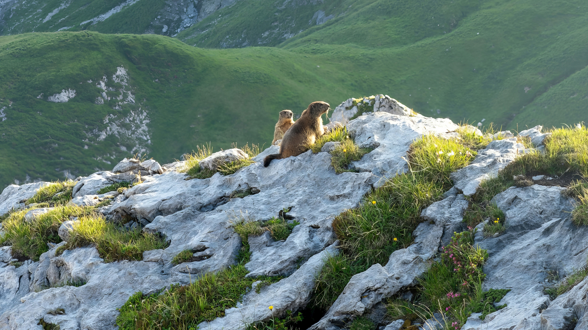 Murmeltiere (Marmota) am Heilbronner Weg, Allgu – Foto: © Yanina Stryelka