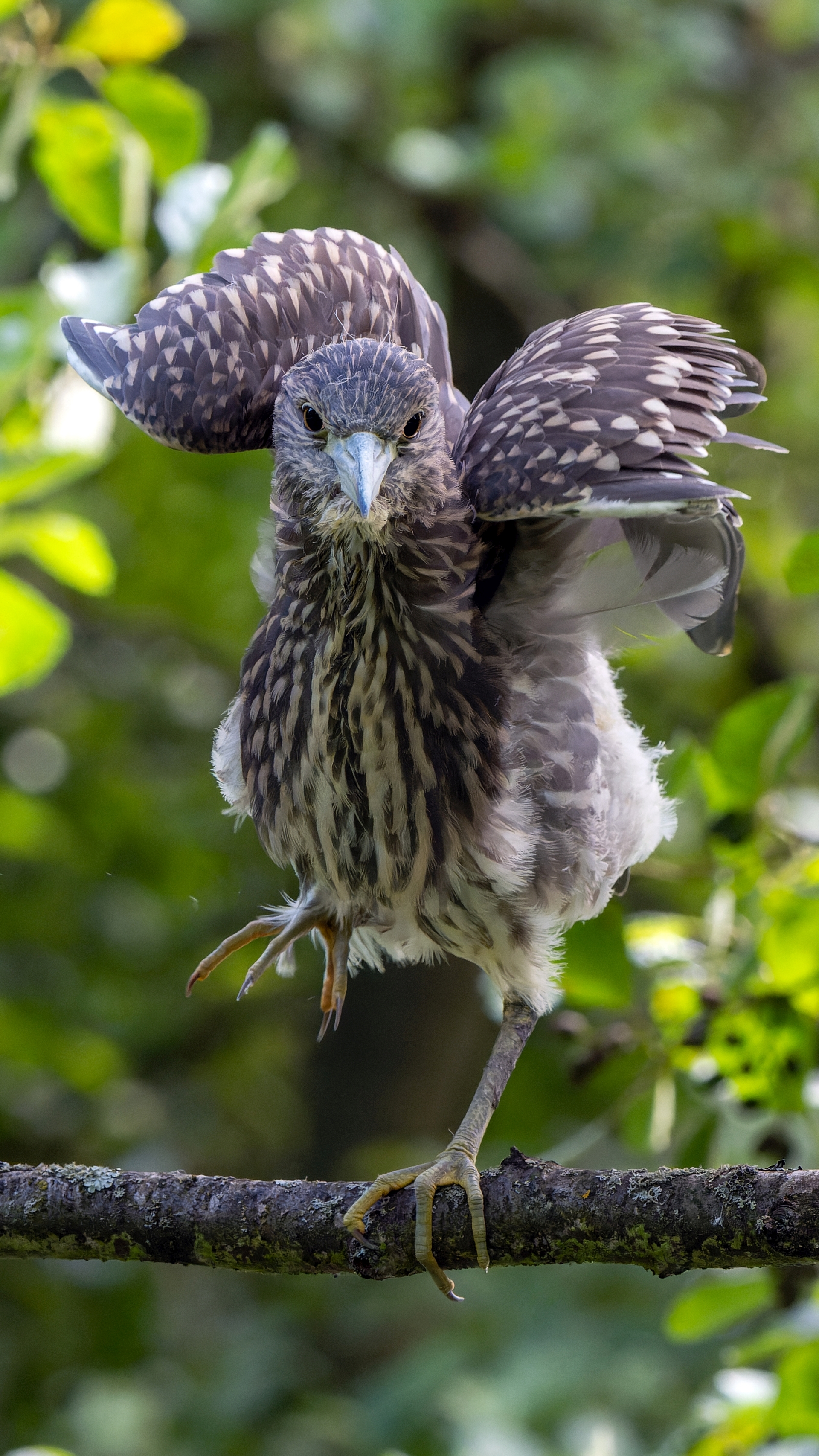 Nachtreiher, Jungvogel (Nycticorax nycticorax), Schlopark Biebrich – Foto: 
© Roland Rodenberg