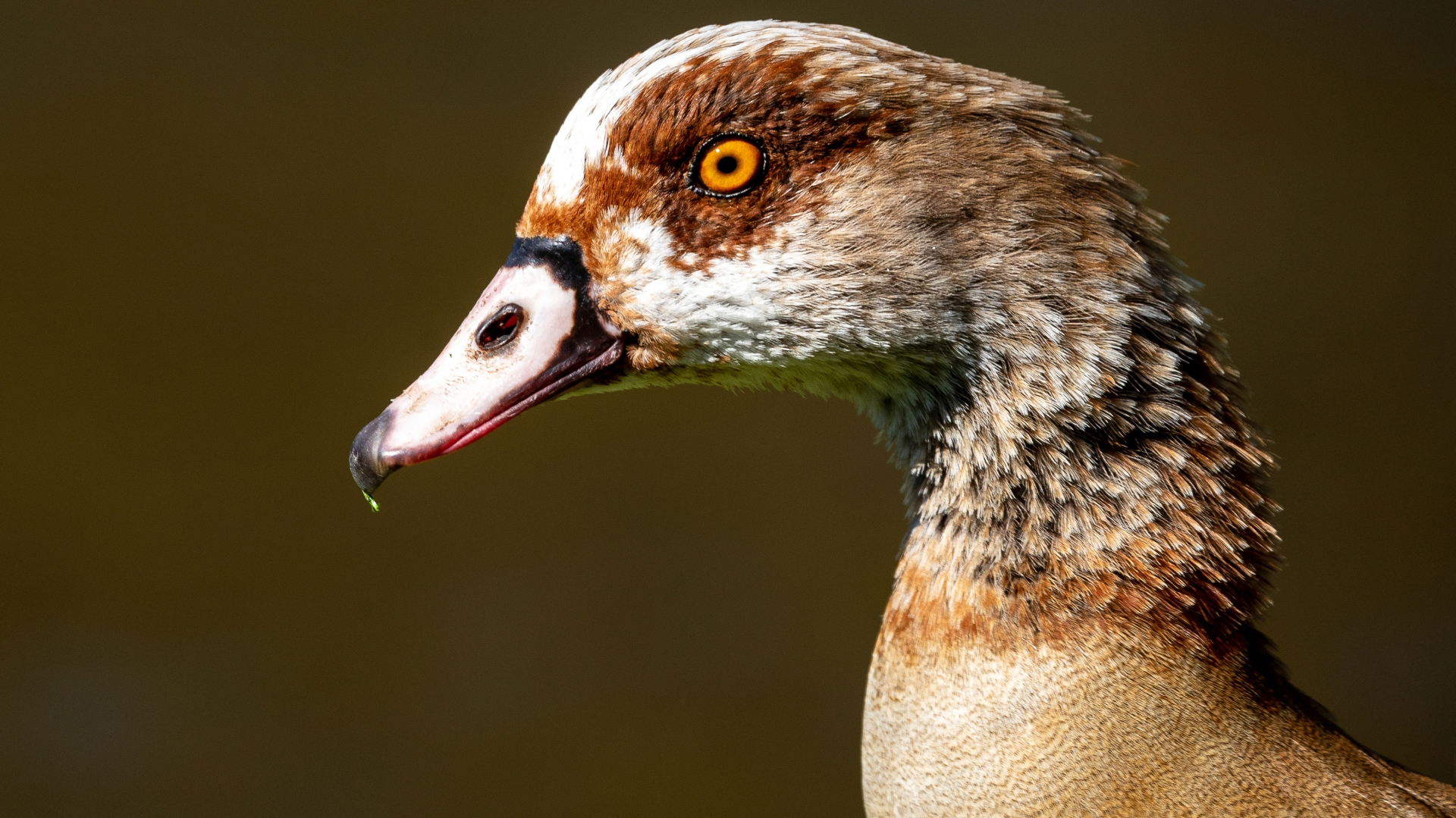 Nilgans (Alopochen aegyptiaca),  Kurpark Wiesbaden –  Foto: 
© Roland Rodenberg