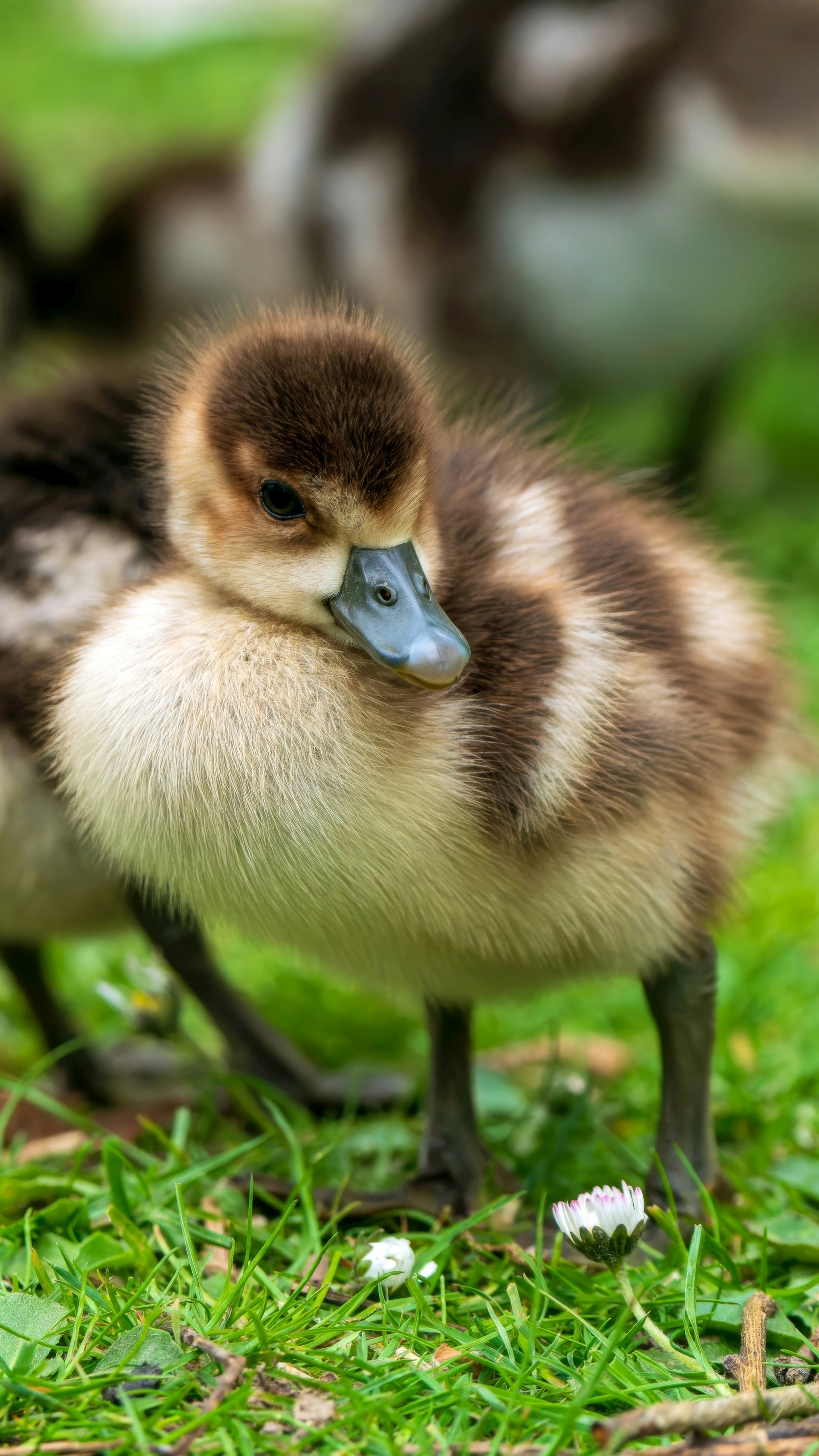 Nilgans-Kken (Alopochen aegyptiacus), Kurpark Wiesbaden – Foto: 
© Roland Rodenberg