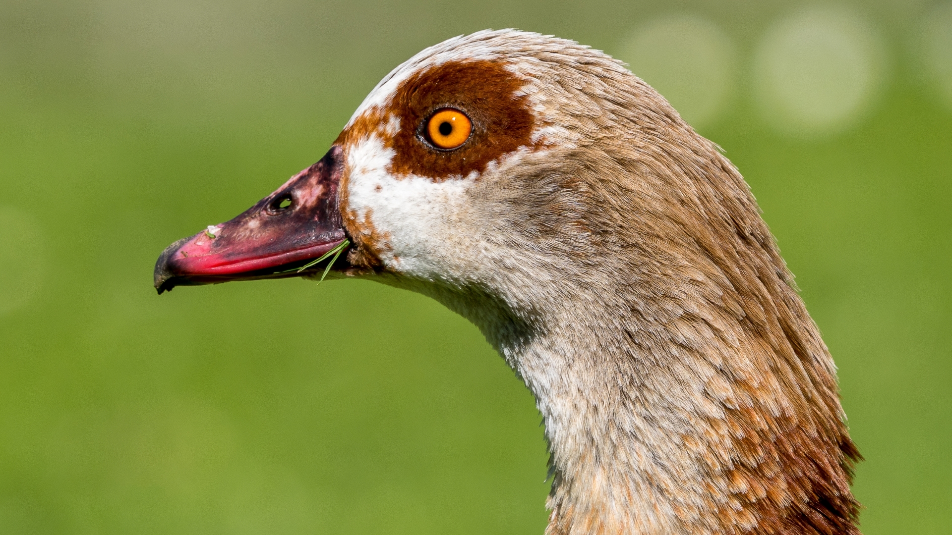 Nilgans (Alopochen aegyptiaca),  Kurpark Wiesbaden – Foto: © Roland Rodenberg