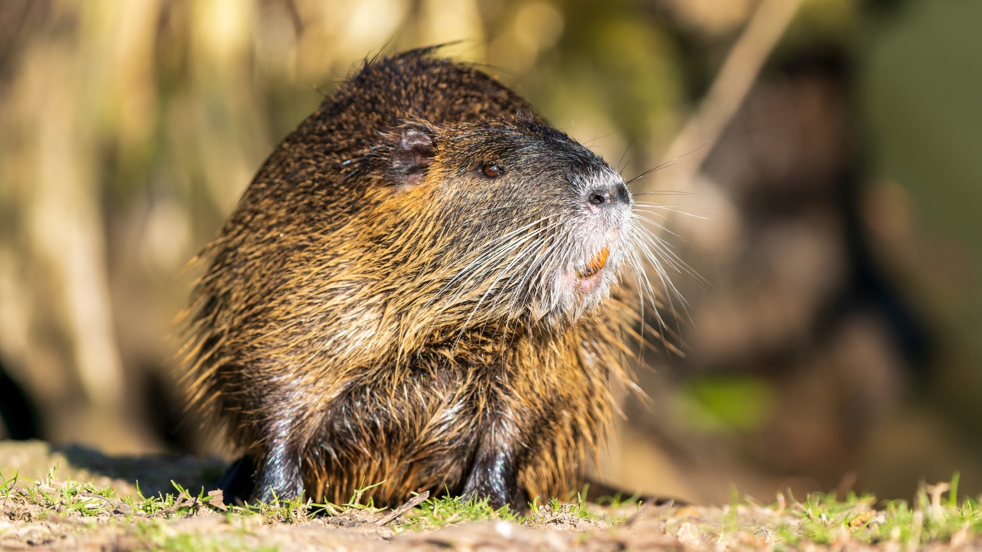 Nutria, Jungtier (Myocastor coypus) – Frankfurt Niddapark – Foto: © Roland Rodenberg