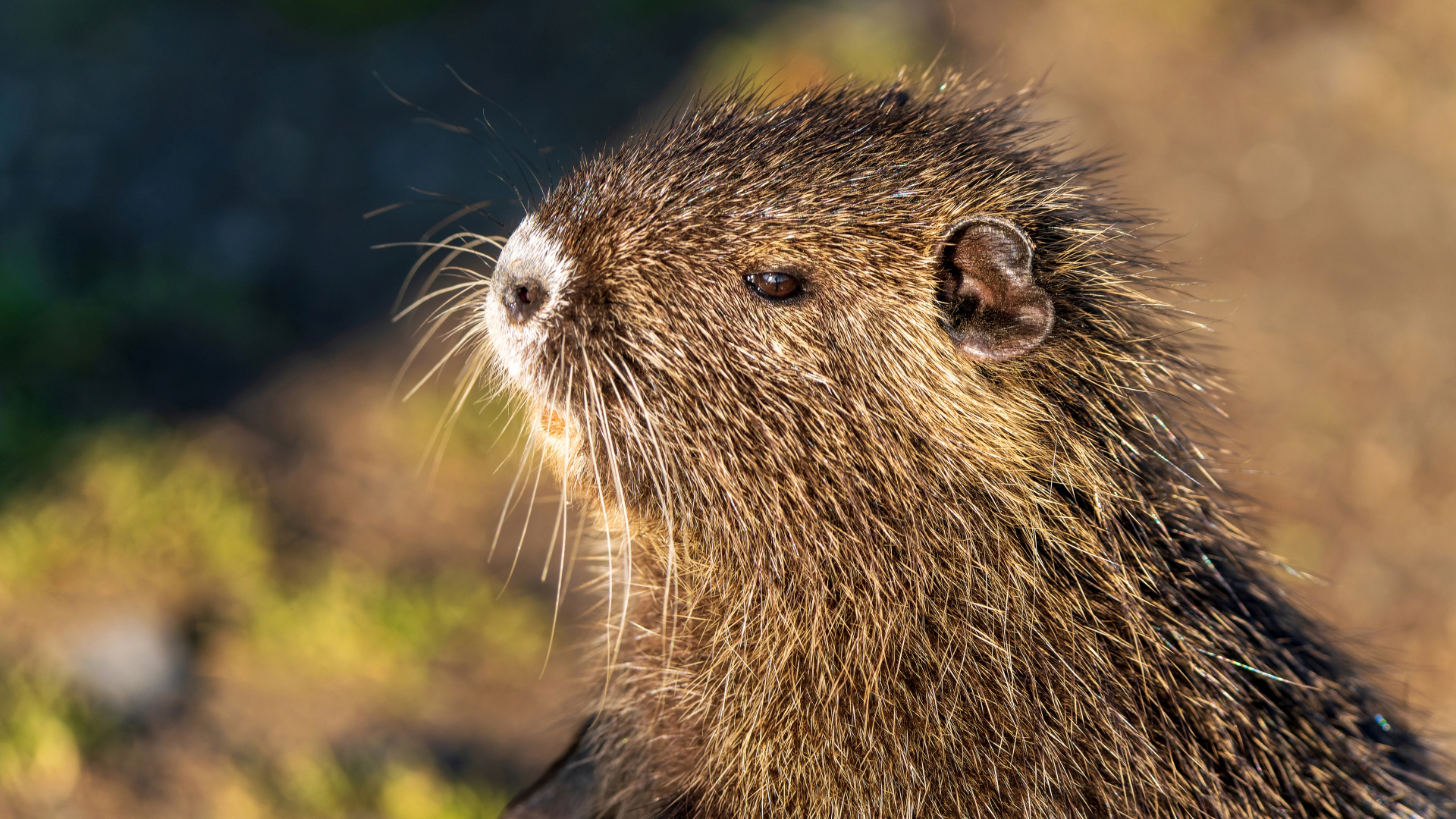 Nutria, Jungtier (Myocastor coypus) – Frankfurt Niddapark – Foto: © Roland Rodenberg